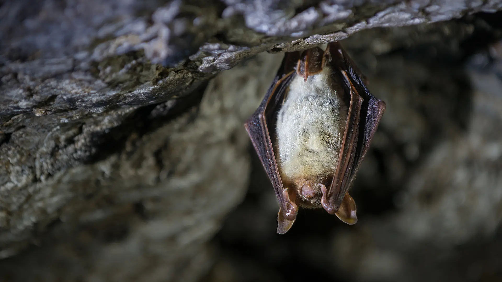 Fledermaus, die sich von der Höhlendecke hängen lässt