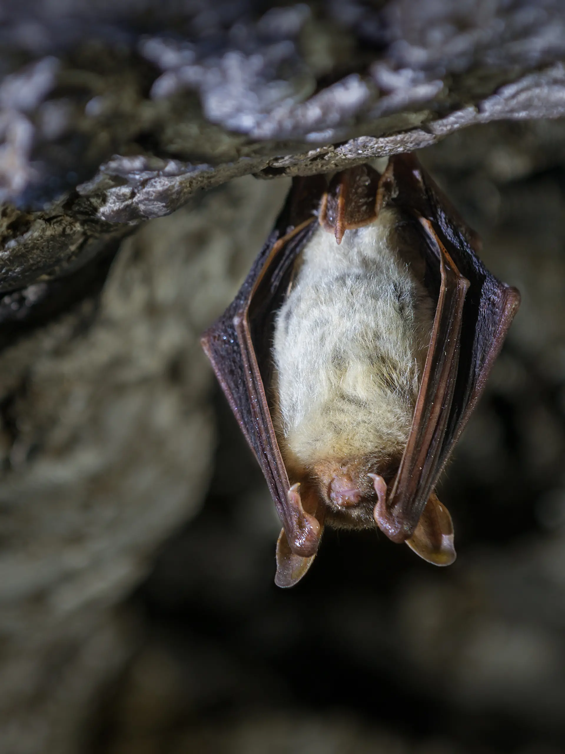 Fledermaus, die sich von der Höhlendecke hängen lässt