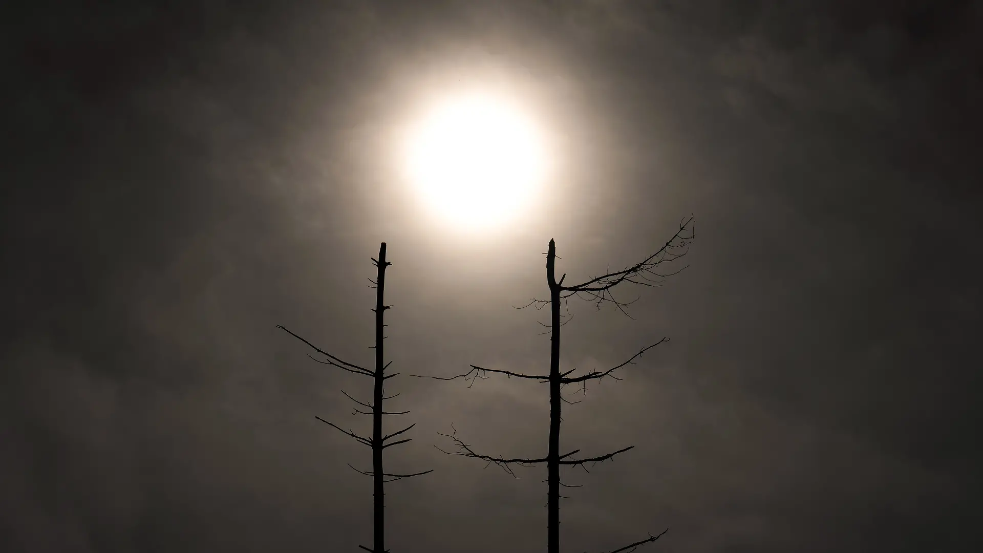 Abgestorbene Nadelbäume stehen auf den Hängen des Harzes bei Goslar im Gegenlicht der Sonne.