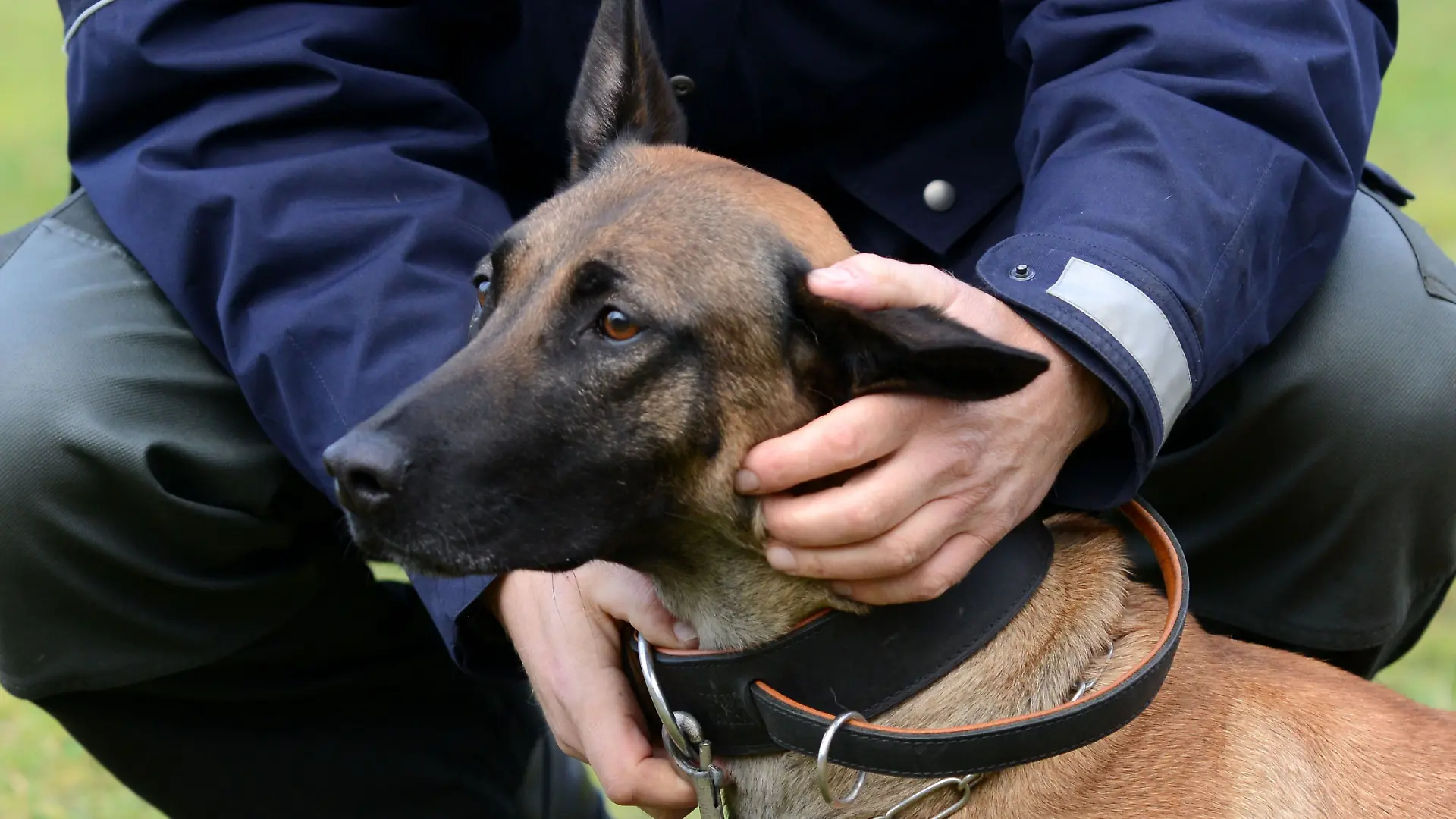 ARCHIV - 16.12.2014, Nordrhein-Westfalen, Schloß Holte-Stukenbrock: Eine Polizeihündin wird von ihrem Hundeführer in Schloss Holte-Stukenbrock (Nordrhein-Westfalen) auf einer Wiese gelobt. Nicht jeder Welpe aus der landeseigenen Diensthundezucht hat das Zeug zum Polizeihund. (zu dpa: «Wenn es zur Polizeihunde-Laufbahn nicht reicht») Foto: Caroline Seidel/dpa +++ dpa-Bildfunk +++