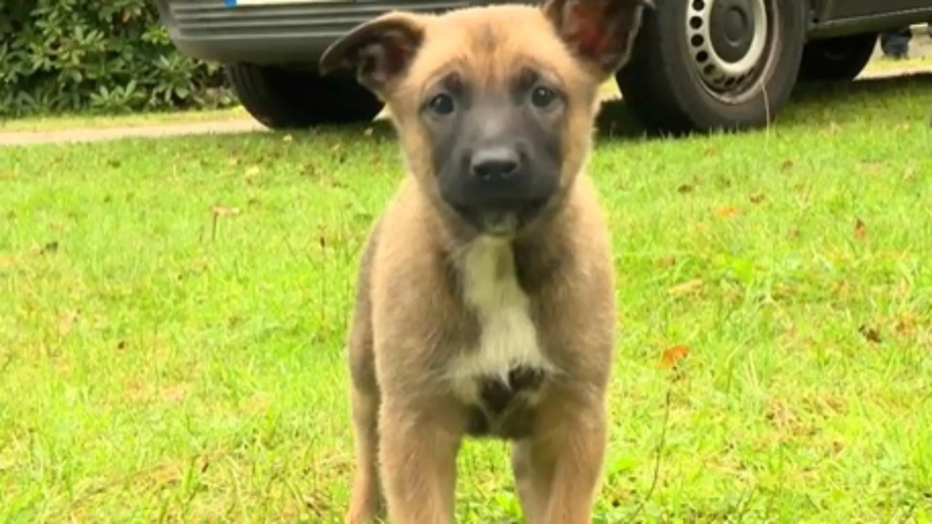 Der Belgische Malinois ist ein hochintelligenter, extrem aktiver und sehr loyaler Arbeitshund.