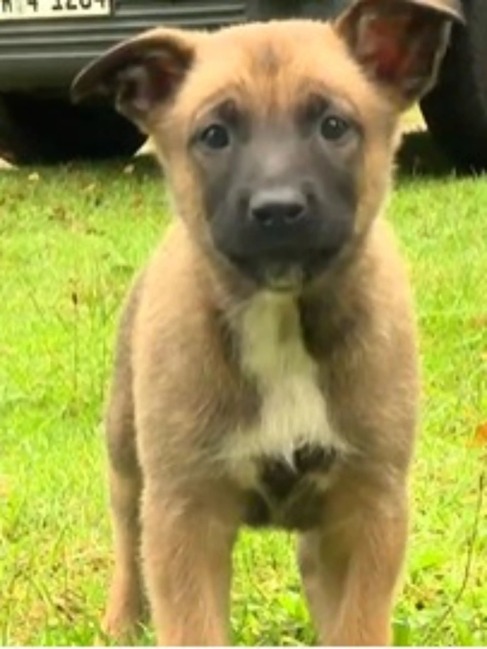 Der Belgische Malinois ist ein hochintelligenter, extrem aktiver und sehr loyaler Arbeitshund.