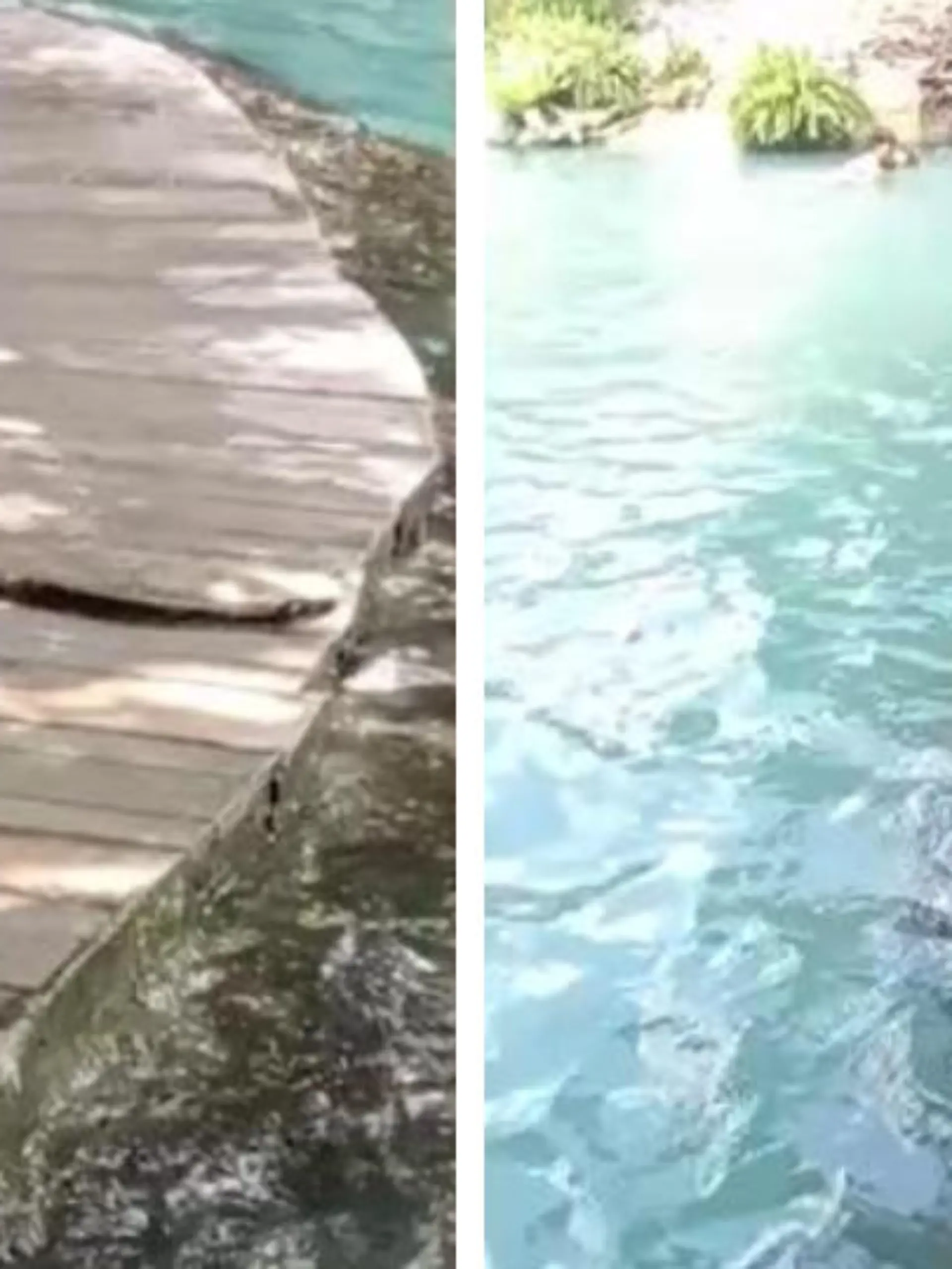 Diese Netzpython versetzt die Badegäste am Emerald Pool in Angst und Schrecken.
