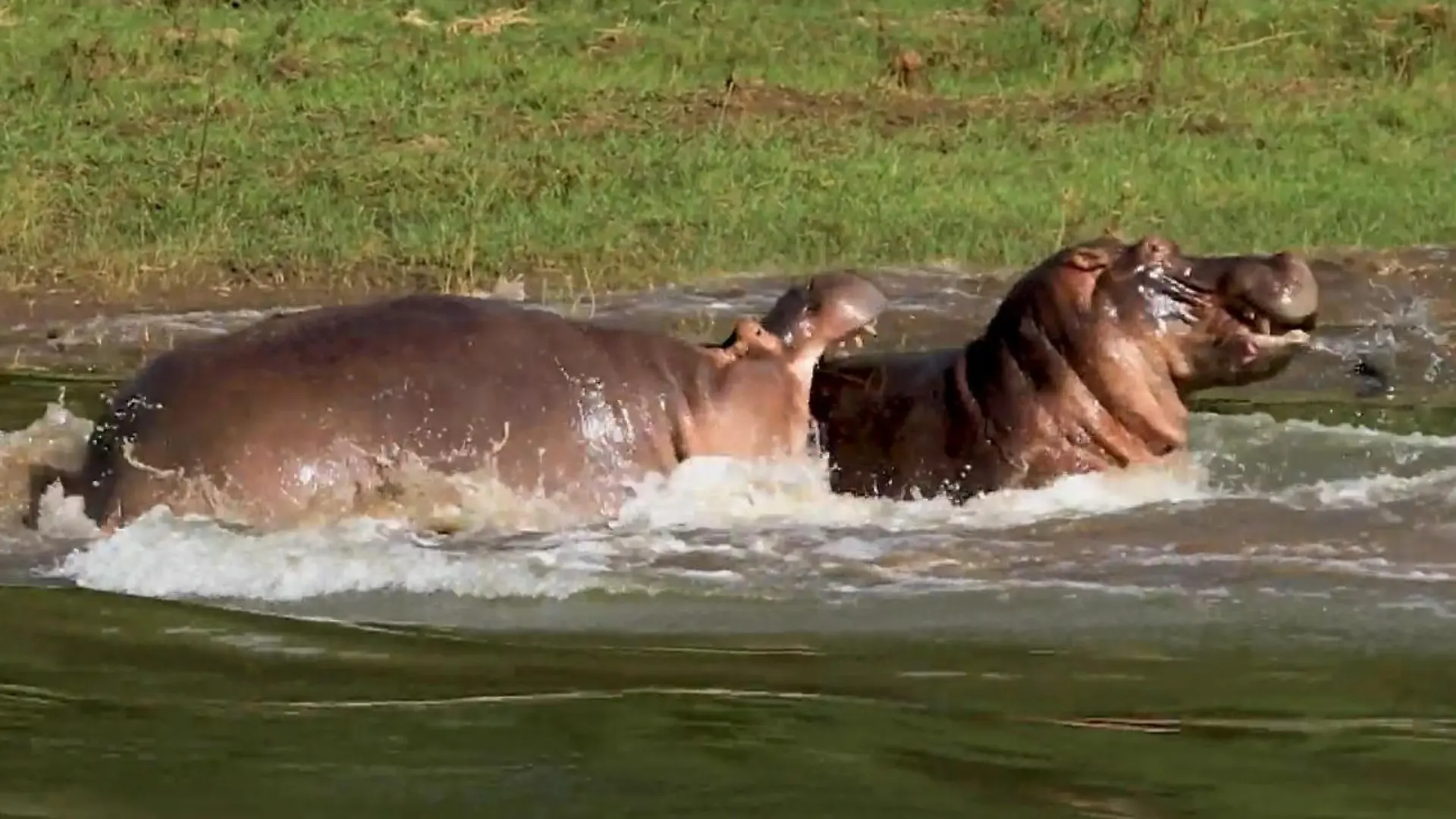 Drei gegen einen! Nilpferde jagen Rivalen bei brutalem Revierkampf Spektakuläre Szenen auf Safari