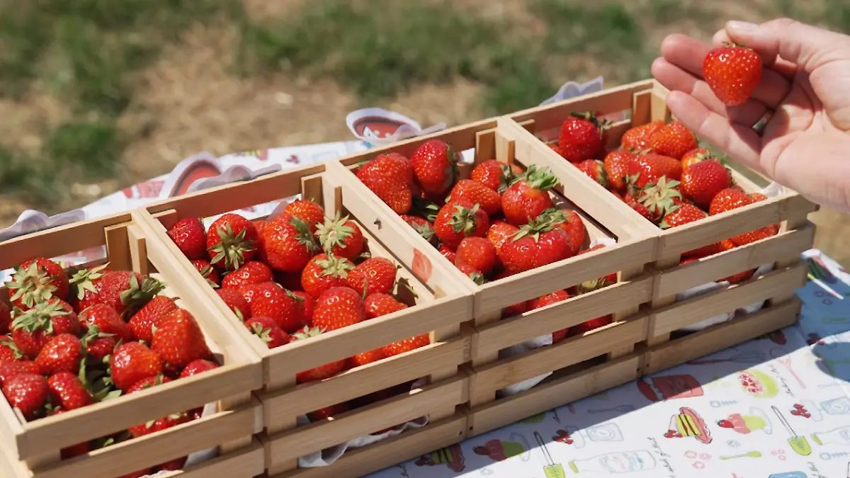 Der-gro-e-Erdbeer-Test-Discounter-Supermarkt-oder-Wochenmarkt-welche-schmecken-am-besten-