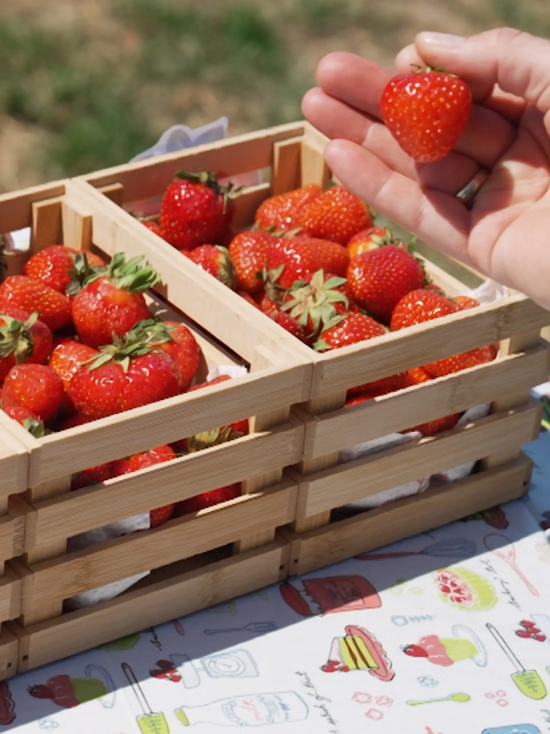 Erdbeeren aus Discounter, Supermarkt und zum Selberpflücken im Test