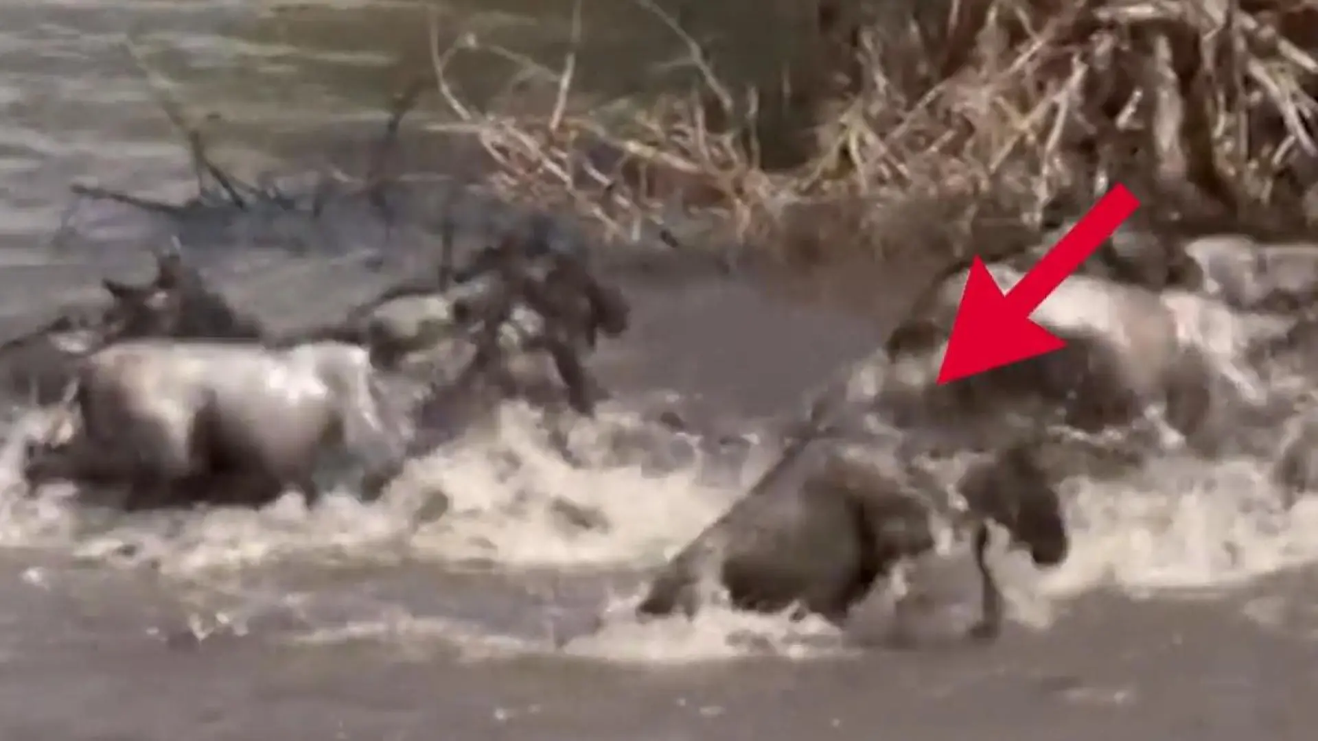 Krokodil stürzt sich in Gnu-Herde – dann beginnt der Todeskampf! Panik im Serengeti-Park