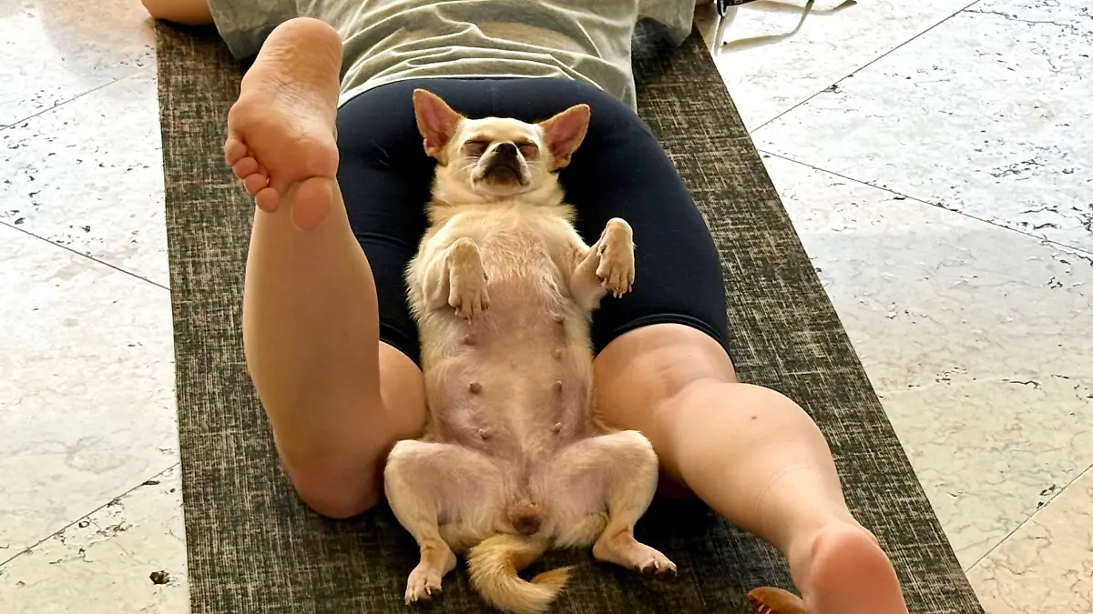 Puppy-Yoga-S-er-Wellness-Trend-mit-entspannenden-Welpen