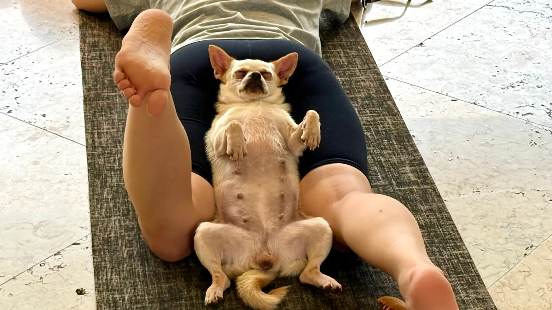 21.06.2026, Indonesien, Canggu: Ein Hundewelpe tapst auf Teilnehmern beim Puppy Yoga im Anginsepoi Hotel im Badeort Canggu herum. Mit süßen Tierbabys Yoga zu machen, hat sich zu einem weltweiten Wellness-Trend entwickelt. Aber es gibt auch Kritik. (zu dpa: «Trend Puppy Yoga: Herabschauender Hund trifft Hundebabys») Foto: Carola Frentzen/dpa +++ dpa-Bildfunk +++