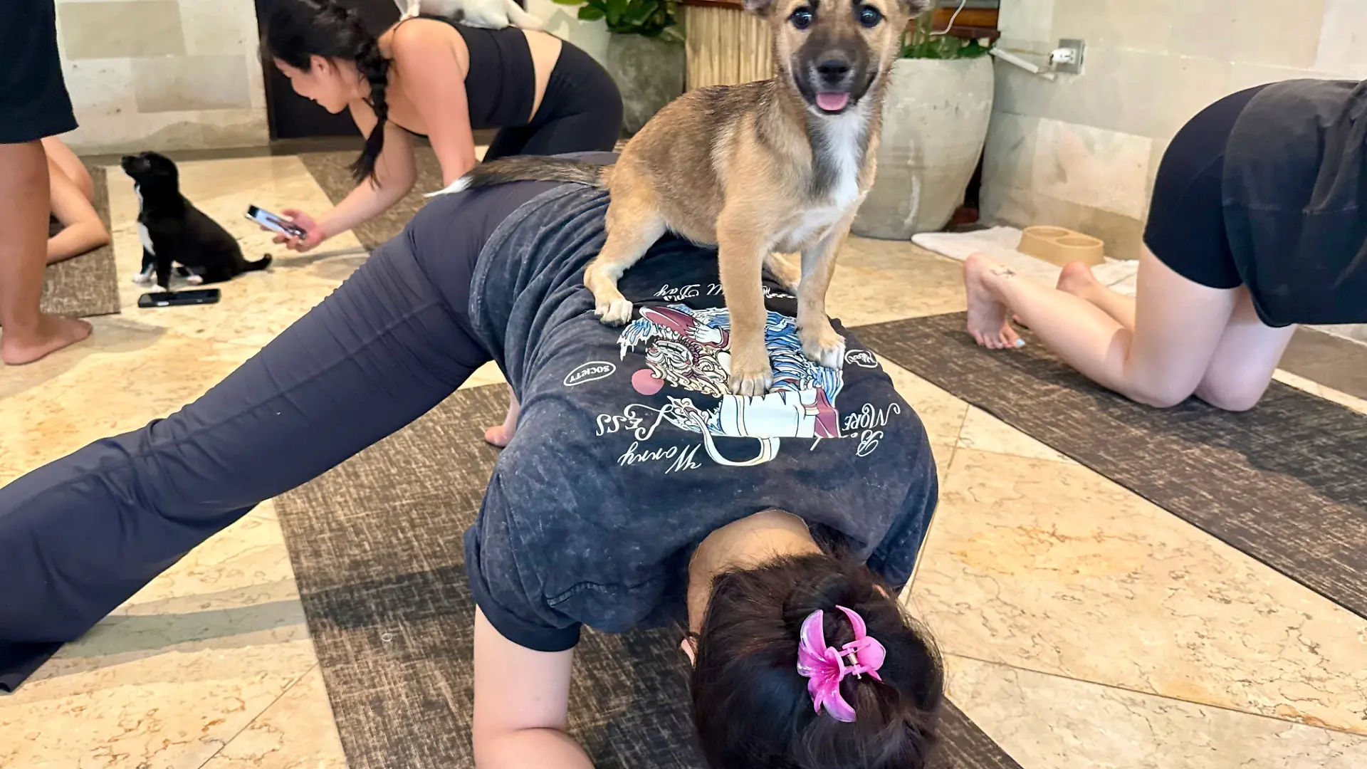 21.06.2026, Indonesien, Canggu: Ein Hundewelpe tapst auf Teilnehmern beim Puppy Yoga im Anginsepoi Hotel im Badeort Canggu herum. Mit süßen Tierbabys Yoga zu machen, hat sich zu einem weltweiten Wellness-Trend entwickelt. Aber es gibt auch Kritik. (zu dpa: «Trend Puppy Yoga: Herabschauender Hund trifft Hundebabys») Foto: Carola Frentzen/dpa +++ dpa-Bildfunk +++