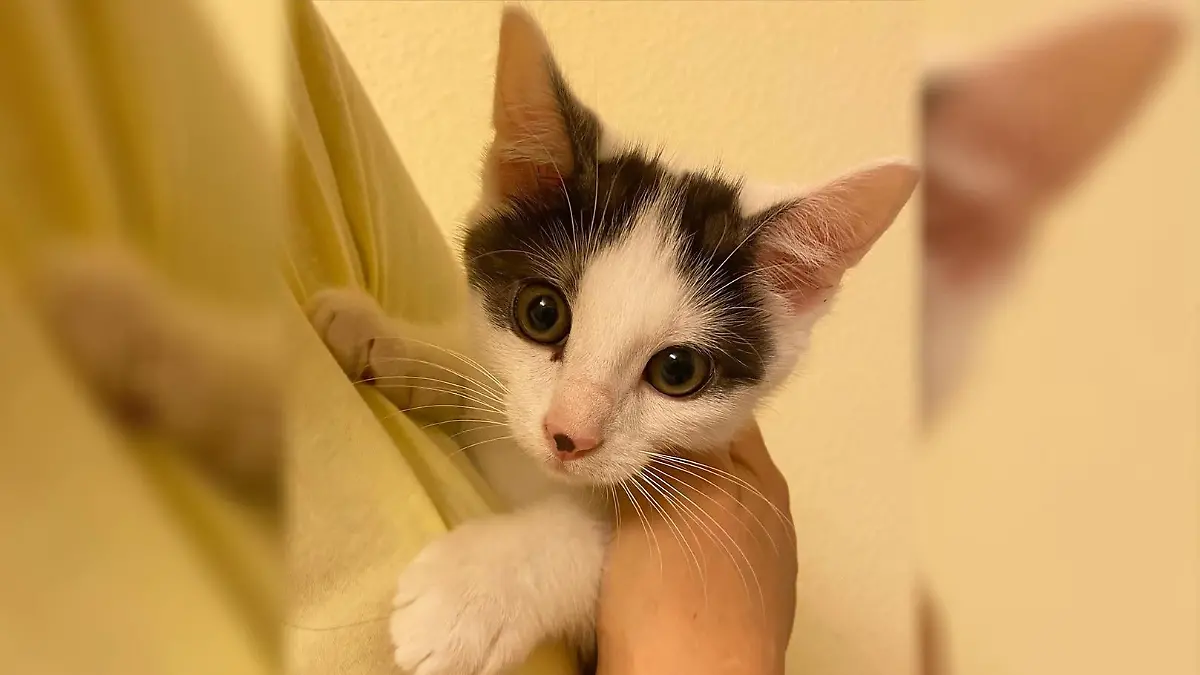 Kater auf Arm