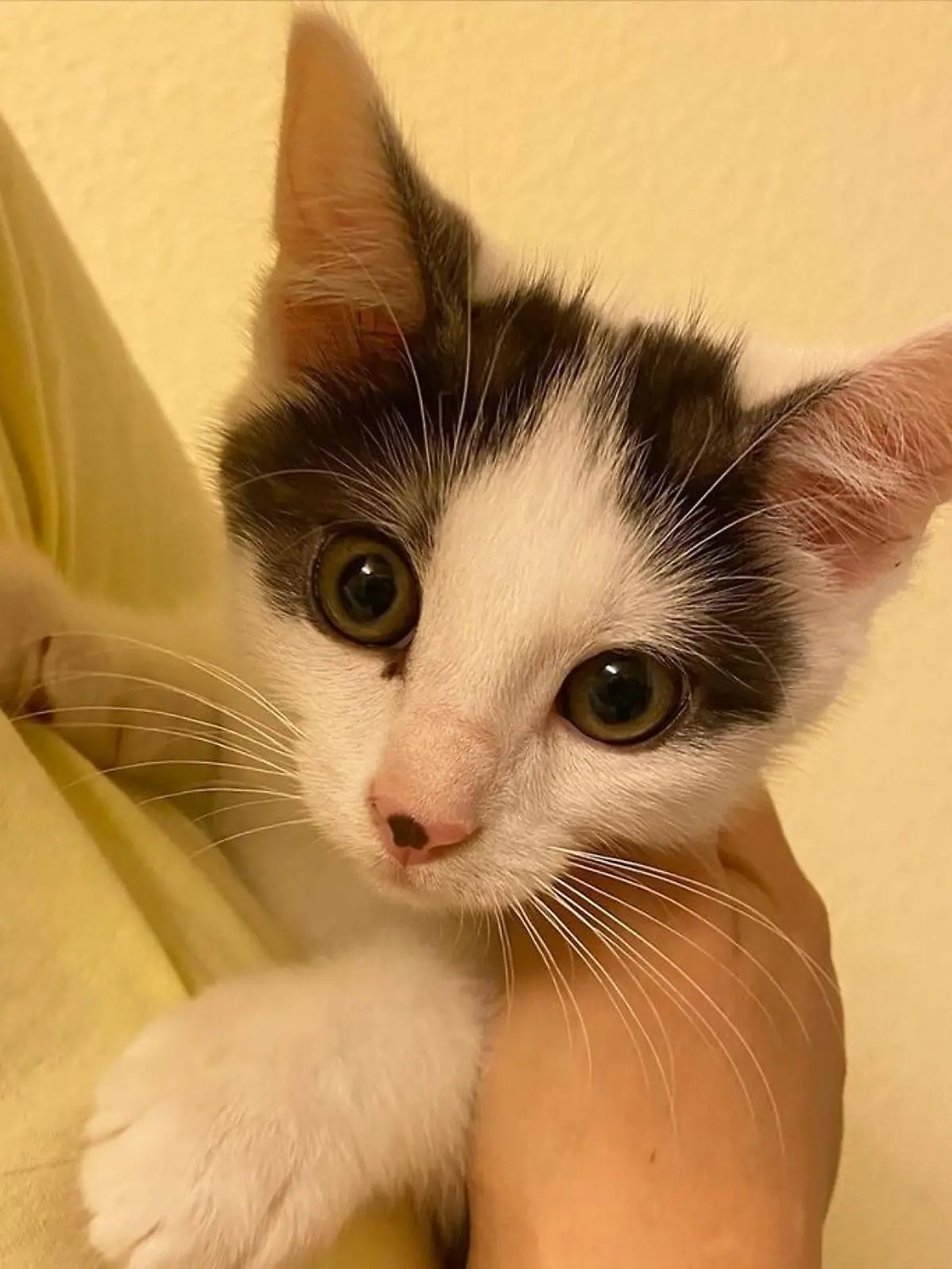 Kater auf Arm