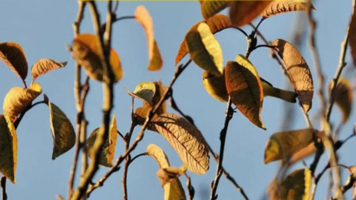 Vogel sitzt im Baum
