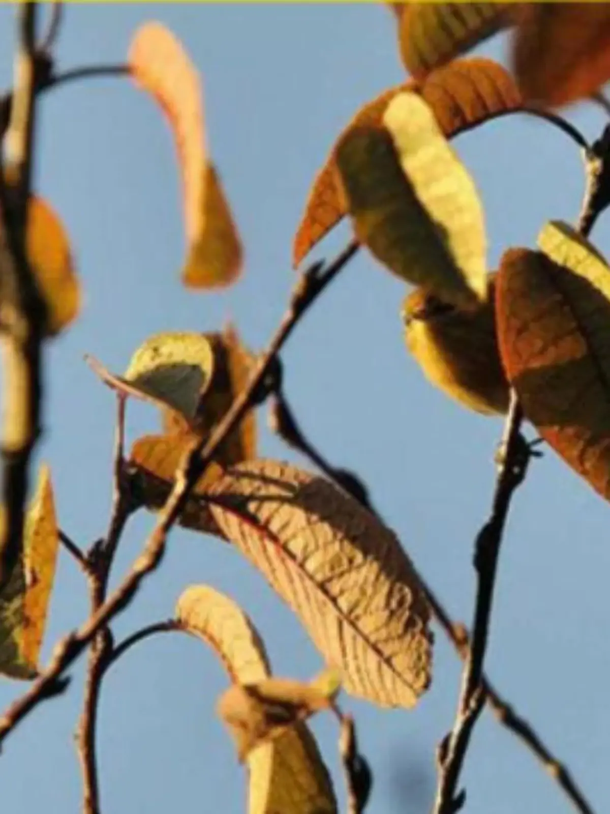 Vogel sitzt im Baum