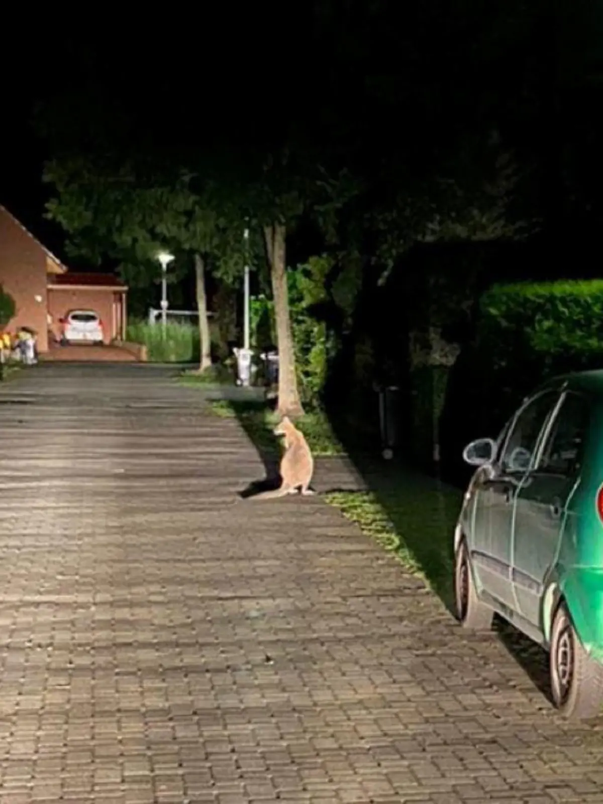 Ein Känguru ist in der Nacht zu Mittwoch, 07.07.21, in Delmenhorst gesichtet worden.