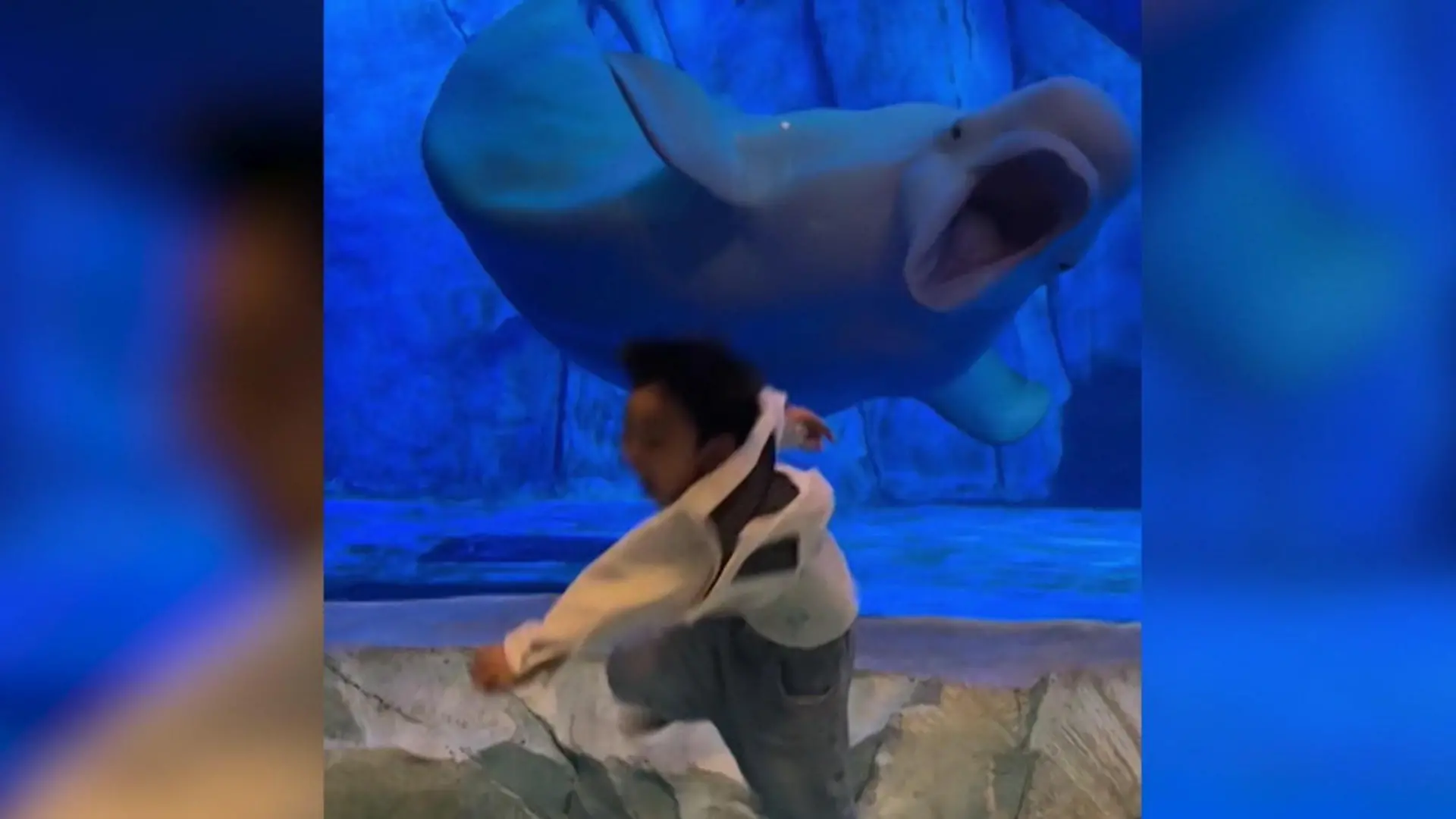 Kreischalarm im Zoo! Beluga treibt Junge in die Flucht – weil er DAS macht! Er will dem Wal ganz nah sein