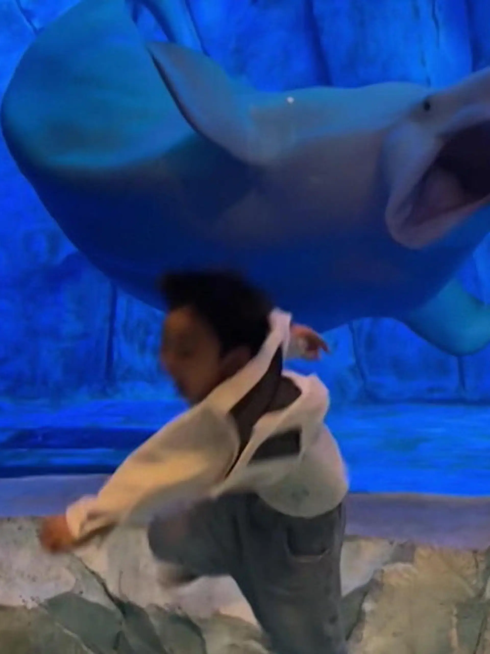 Bild zu: "Kreischalarm im Zoo! Beluga treibt Junge in die Flucht – weil er DAS macht!"