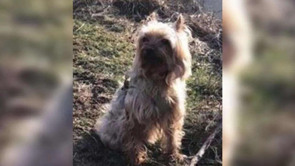 Yorkshire-Terrier Lilli