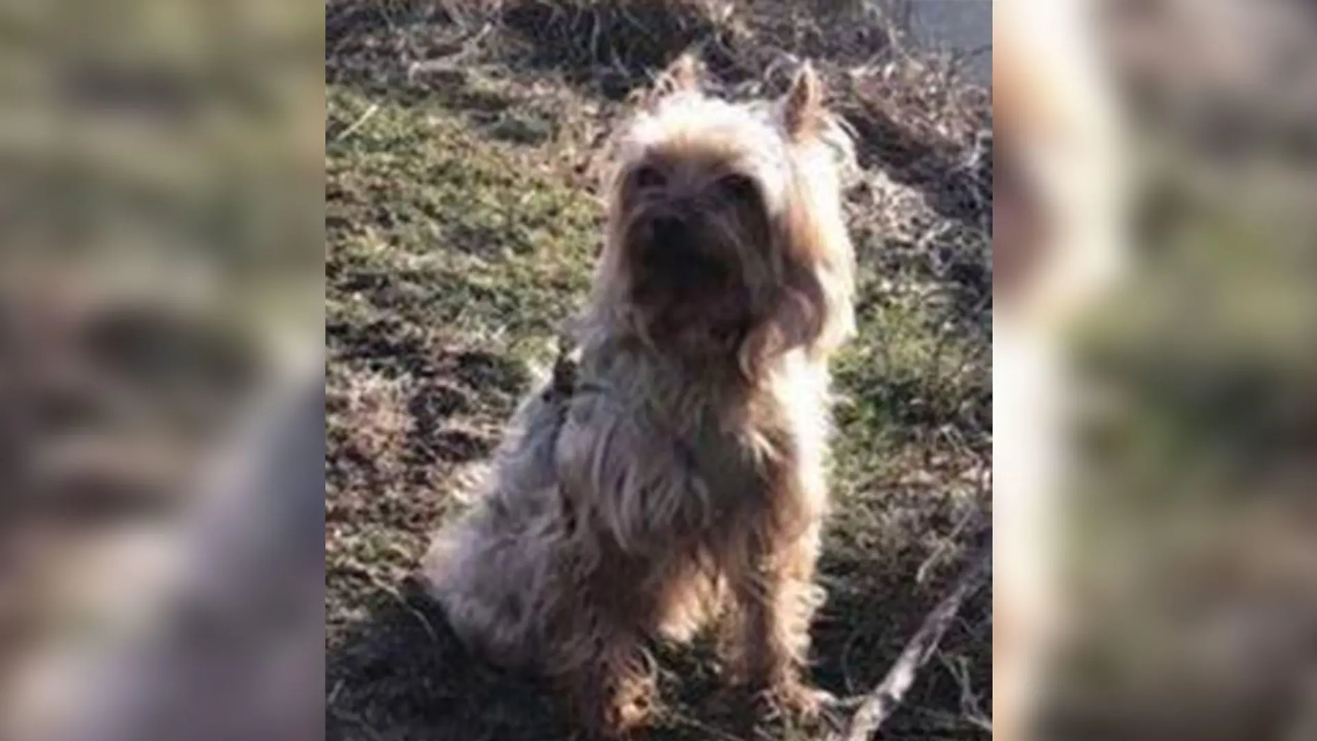 Yorkshire-Terrier Lilli