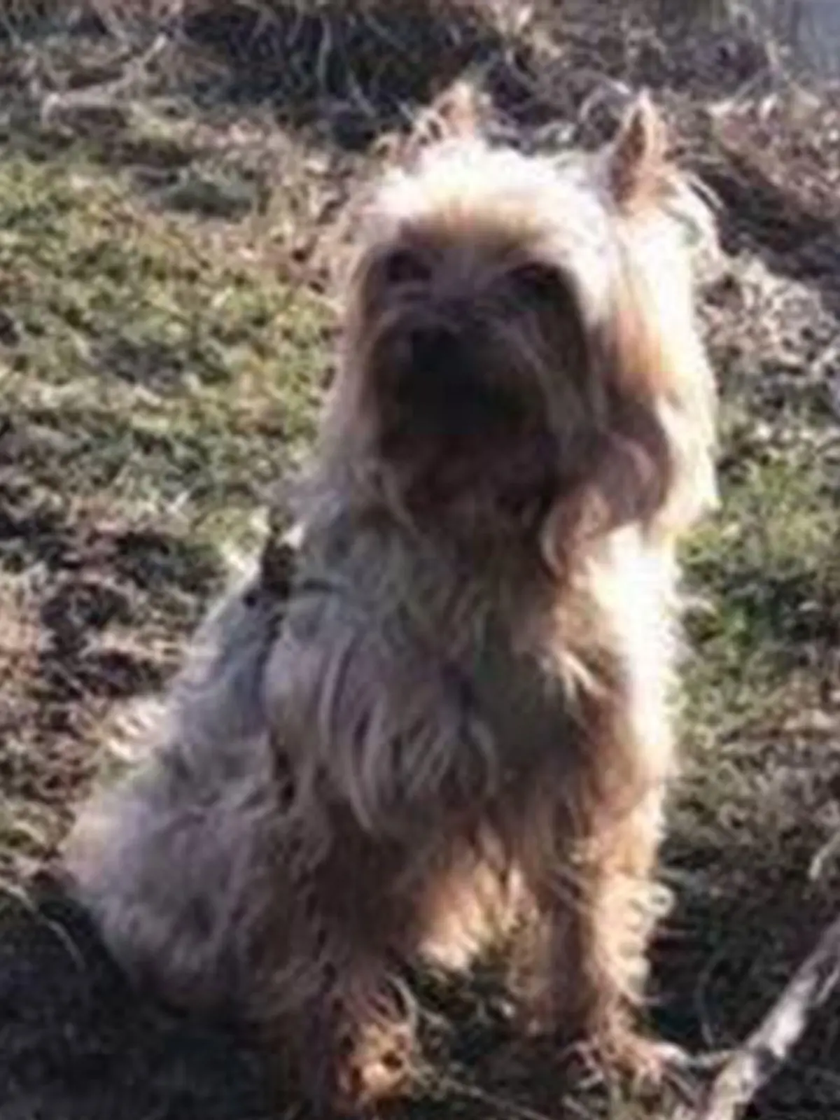 Yorkshire-Terrier Lilli