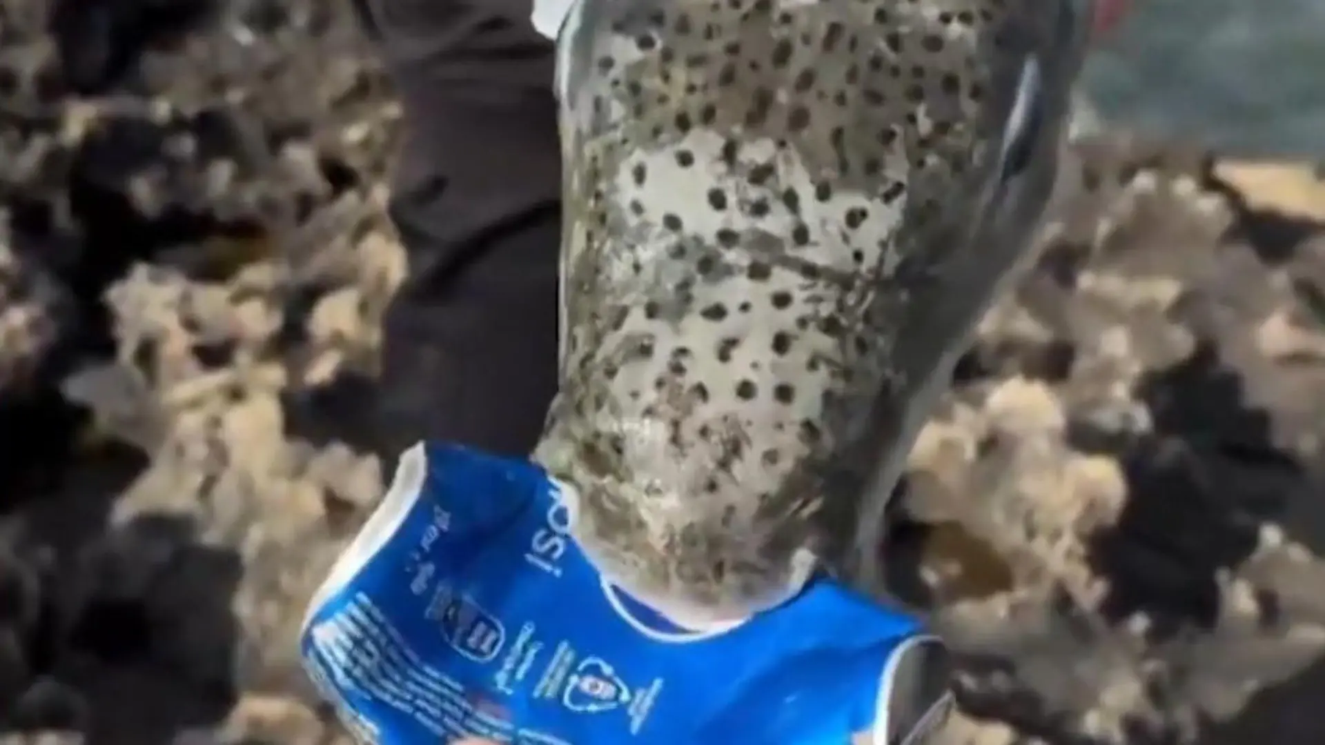 Er zerbeißt Dosen! Giftiger Kugelfisch breitet sich im Mittelmeer aus – Experten warnen Fisch enthält hochgefährliches Nervengift