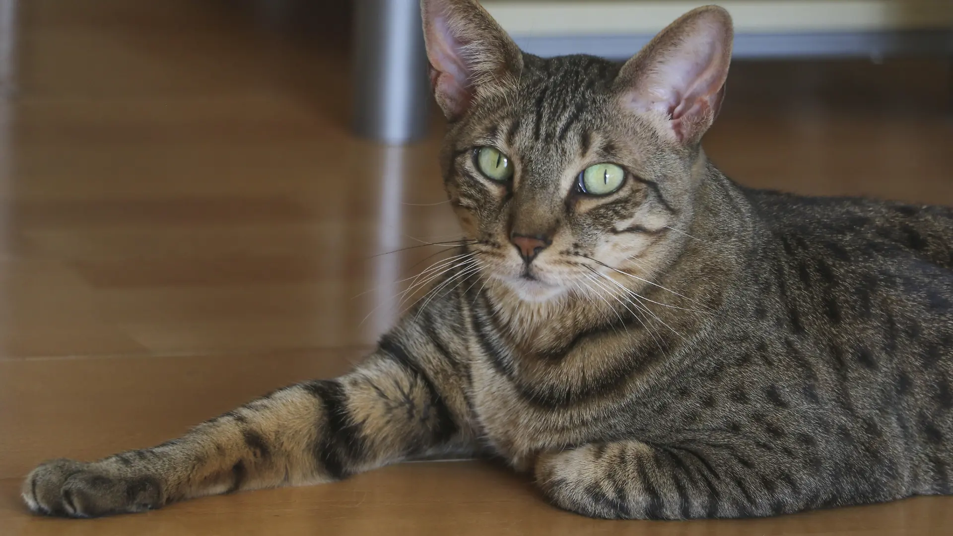 Katze