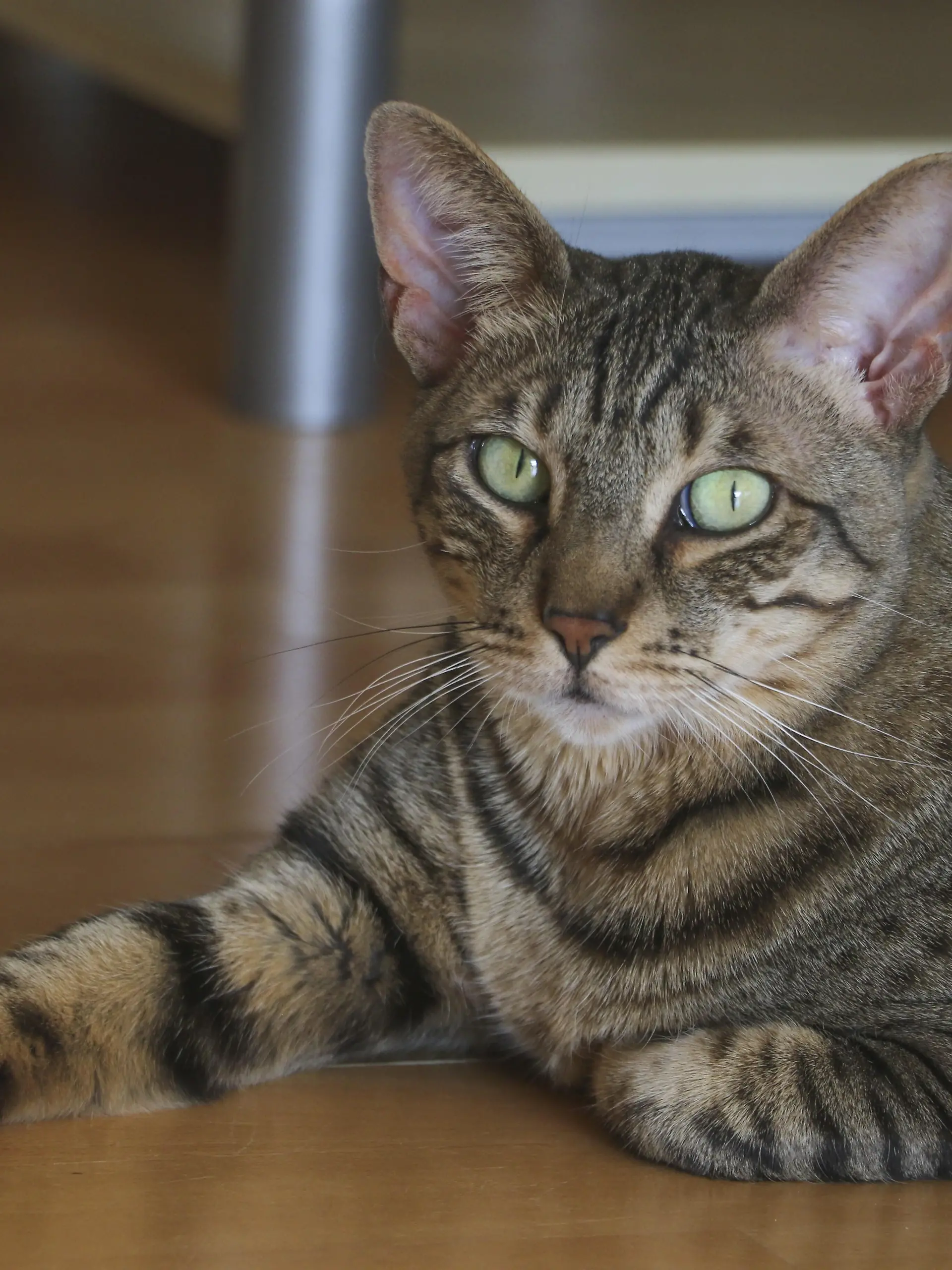Katze