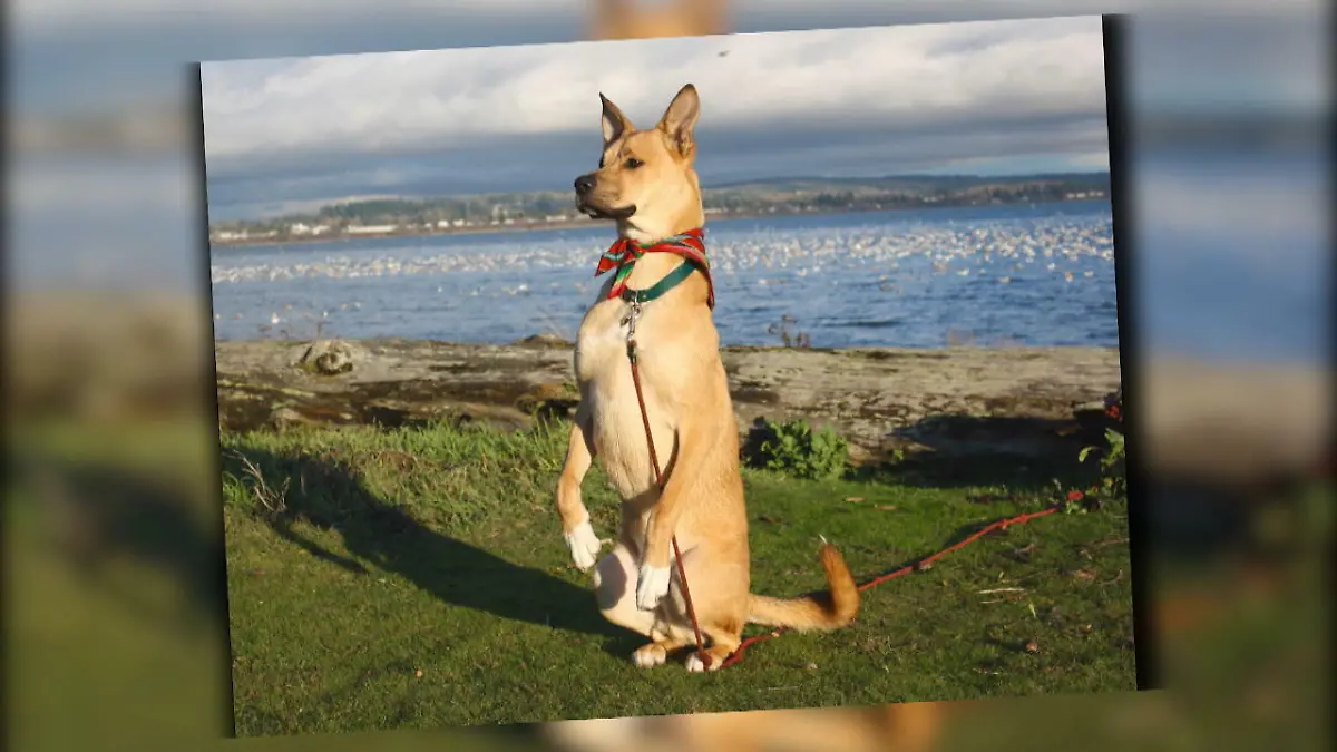 Findelhund Finn wurde aus dem Tierheim adoptiert Er bereichert das Leben seines Besitzers