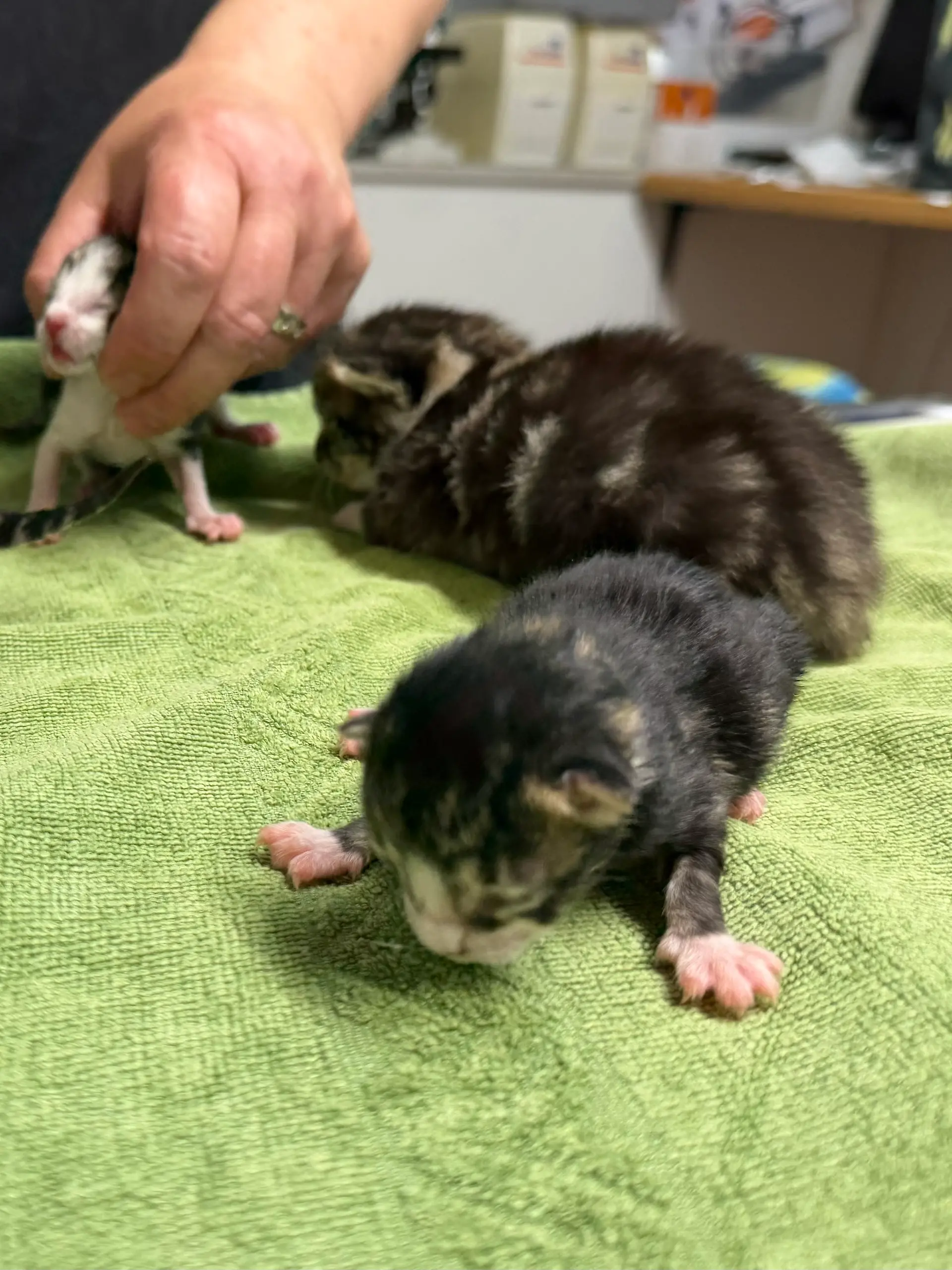 Bild zu: "Fünf Katzenbabys im letzten Moment vor Papierpresse gerettet"