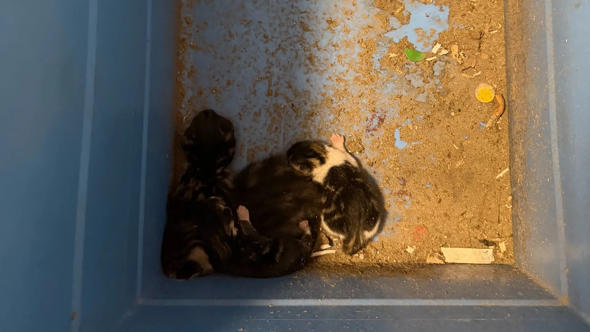 Die Kitten wurden von einem Mitarbeiter aus dem Müll gefischt.