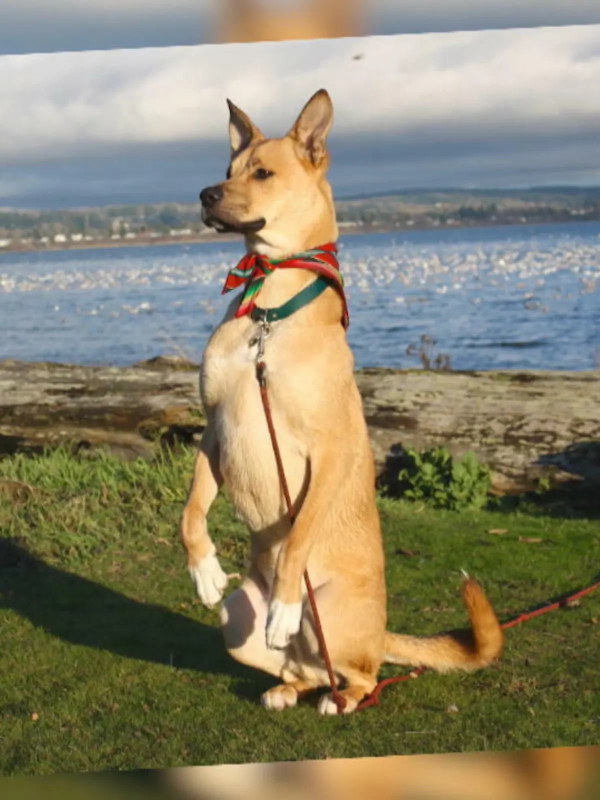 Bild zu: "Findelhund Finn erobert alle Herzen"
