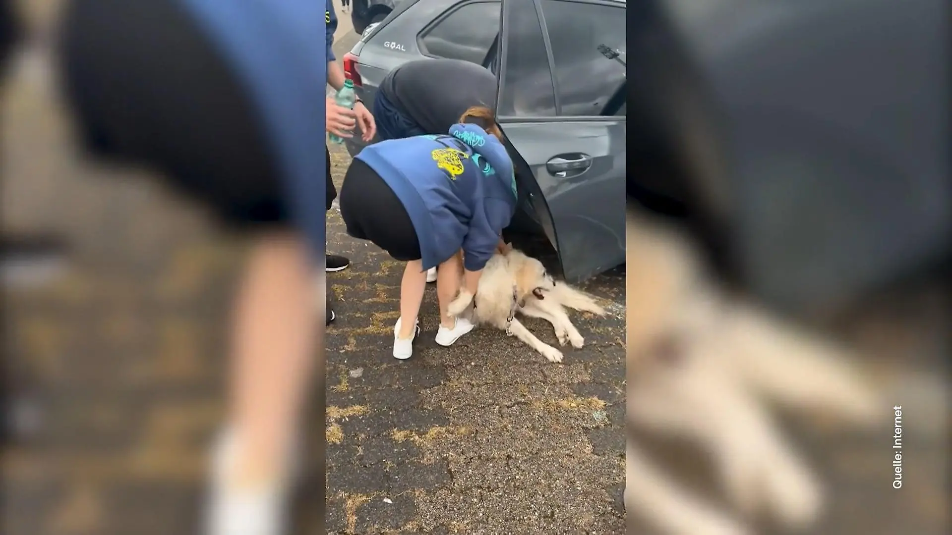Hund stundenlang im Auto eingesperrt Bis zu 60 Grad im Wagen