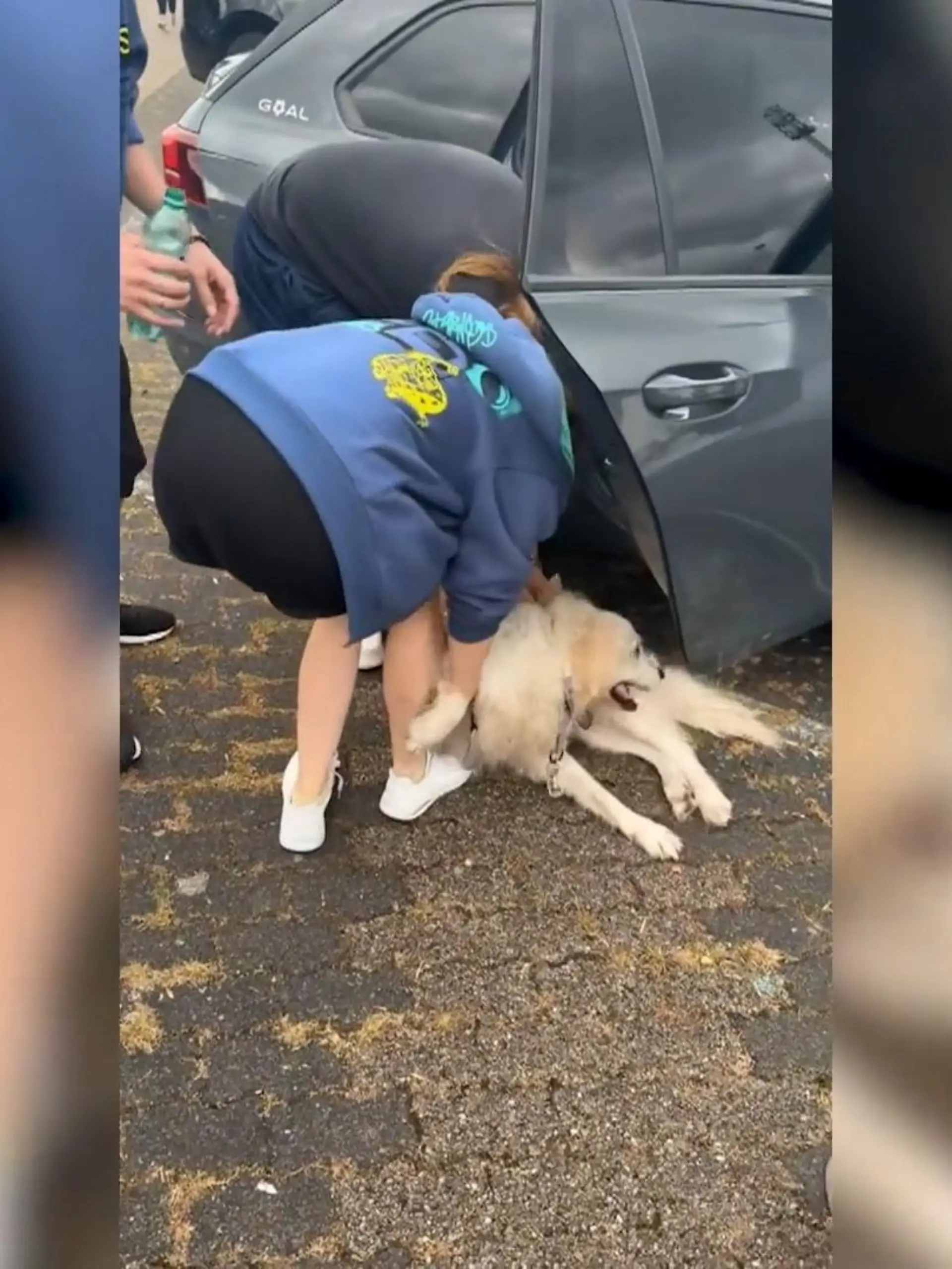 Bild zu: "Hund stundenlang im Auto eingesperrt"