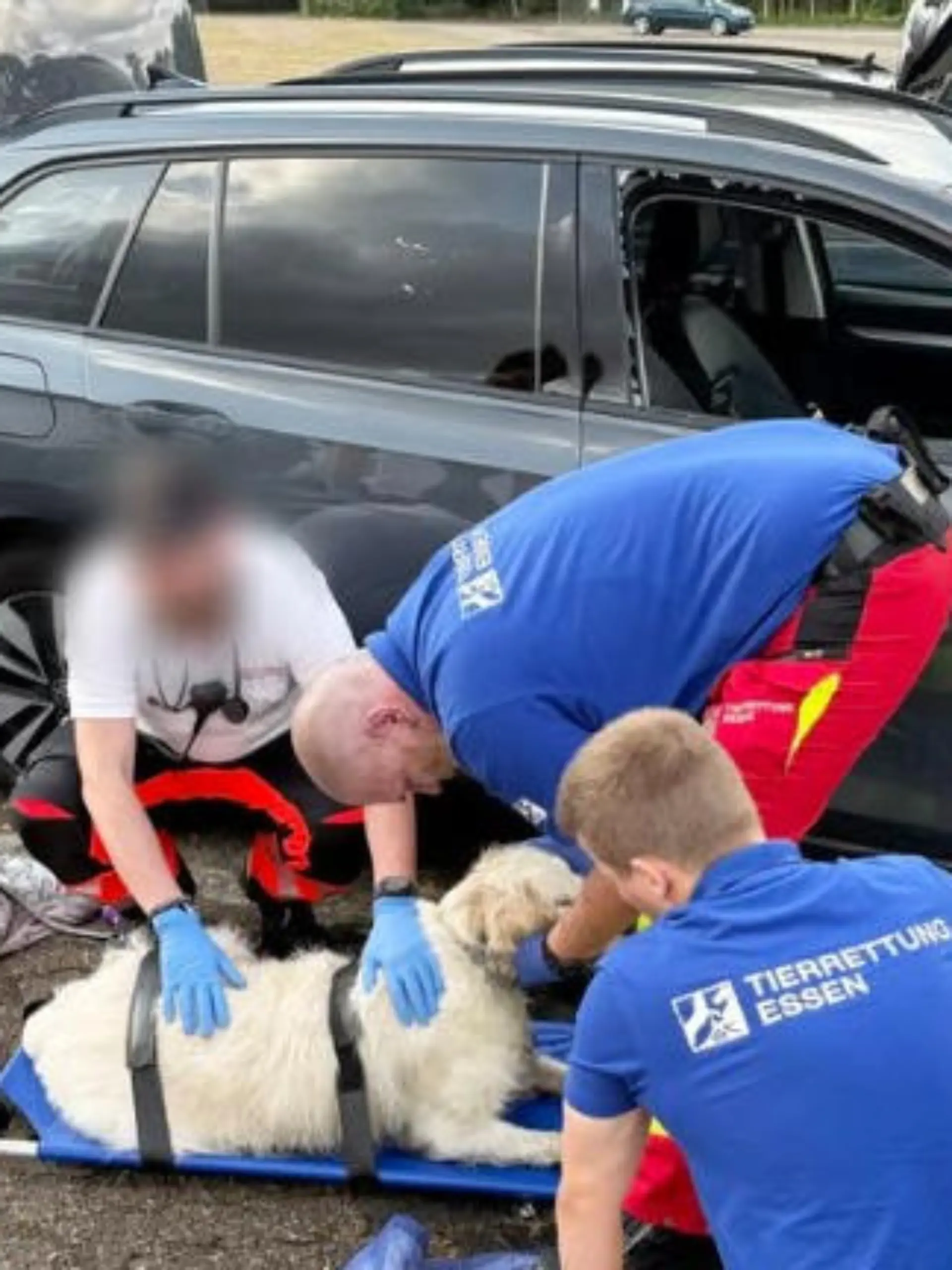 Bild zu: "Hund vor Freizeitpark in Hitzeauto gefangen"