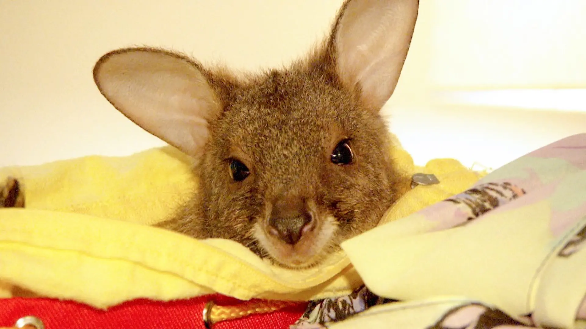 Tierbabys – süß und wild!