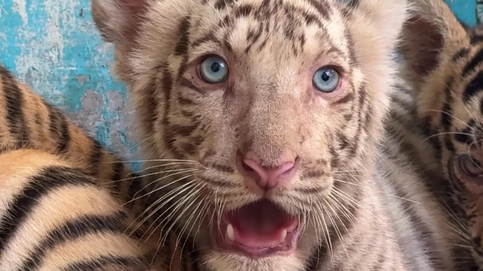 Zoo freut sich über Sensationsgeburt – doch es gibt ein Problem! Weißer Tiger in Kuba