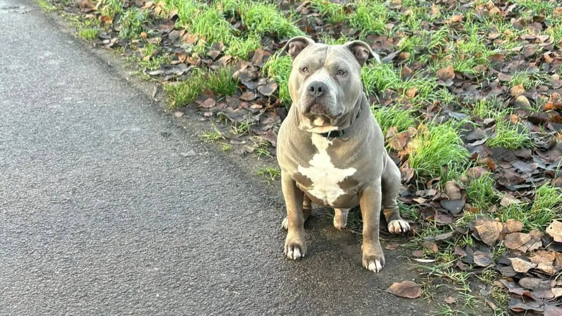 Nach RTL-Informationen gehört der Hund der Mutter des toten Mädchens.