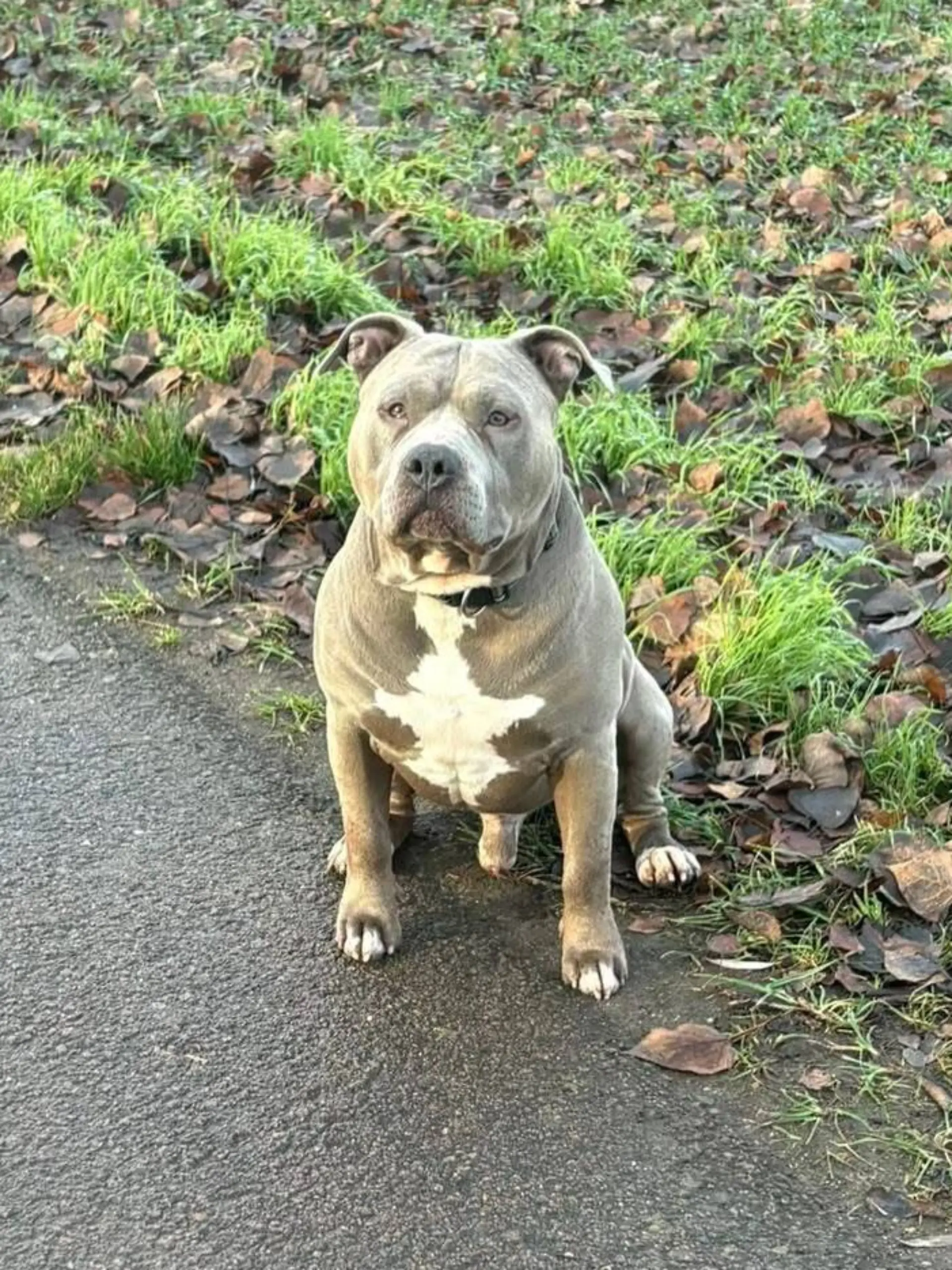 Nach RTL-Informationen gehört der Hund der Mutter des toten Mädchens.