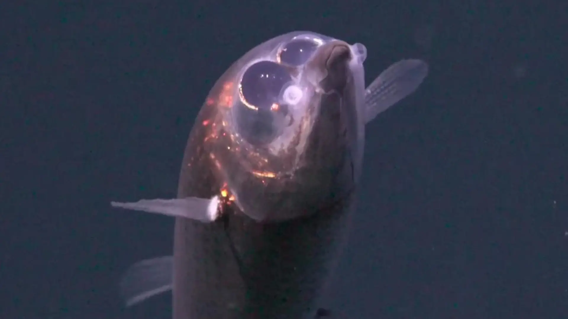 Geister-Fische und XXL-Kreaturen! Unbekannte Welt in der Tiefsee entdeckt Diese Wesen sind ein Sensationsfund