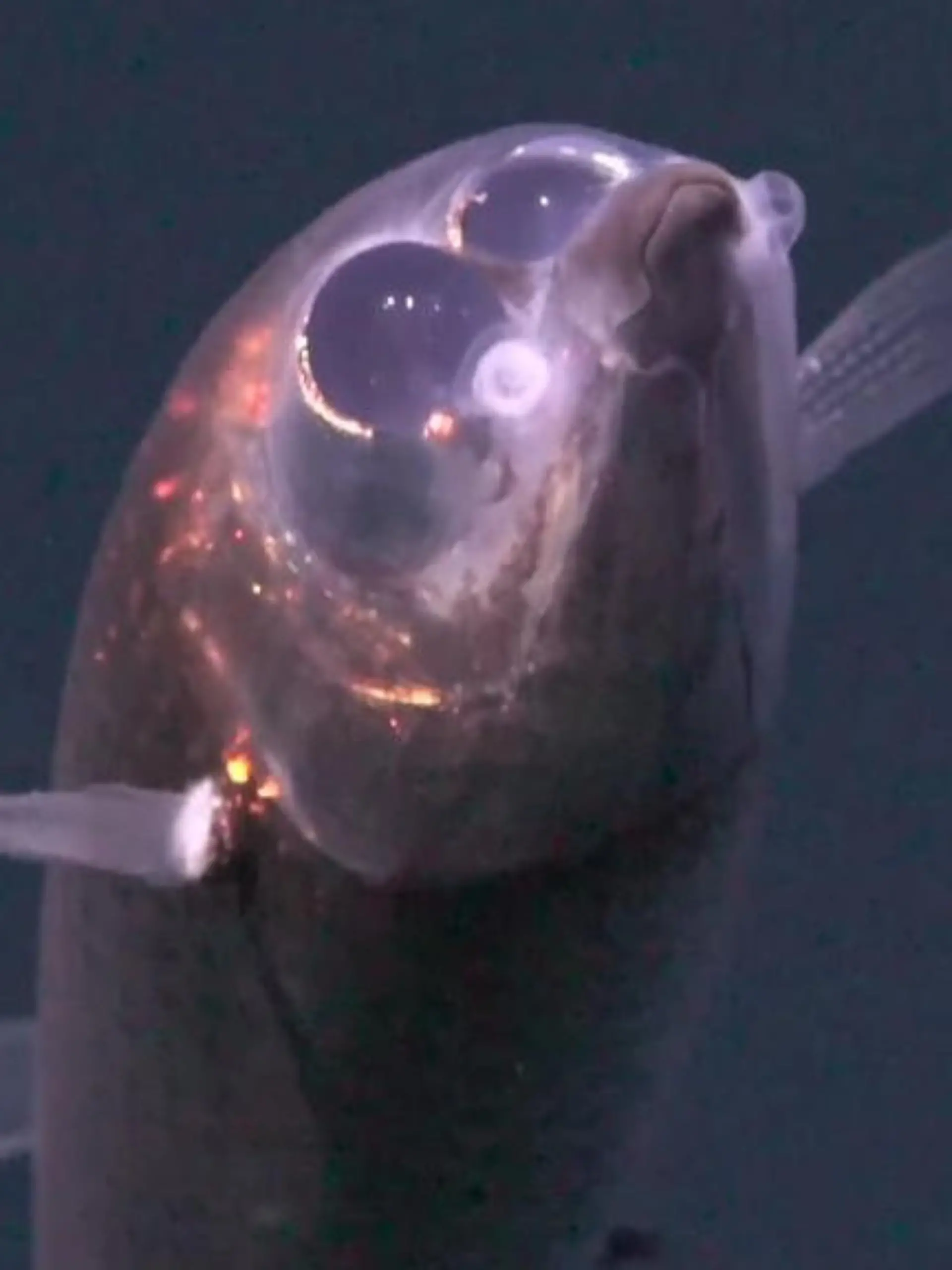 Bild zu: "Geister-Fische und XXL-Kreaturen! Unbekannte Welt in der Tiefsee entdeckt"