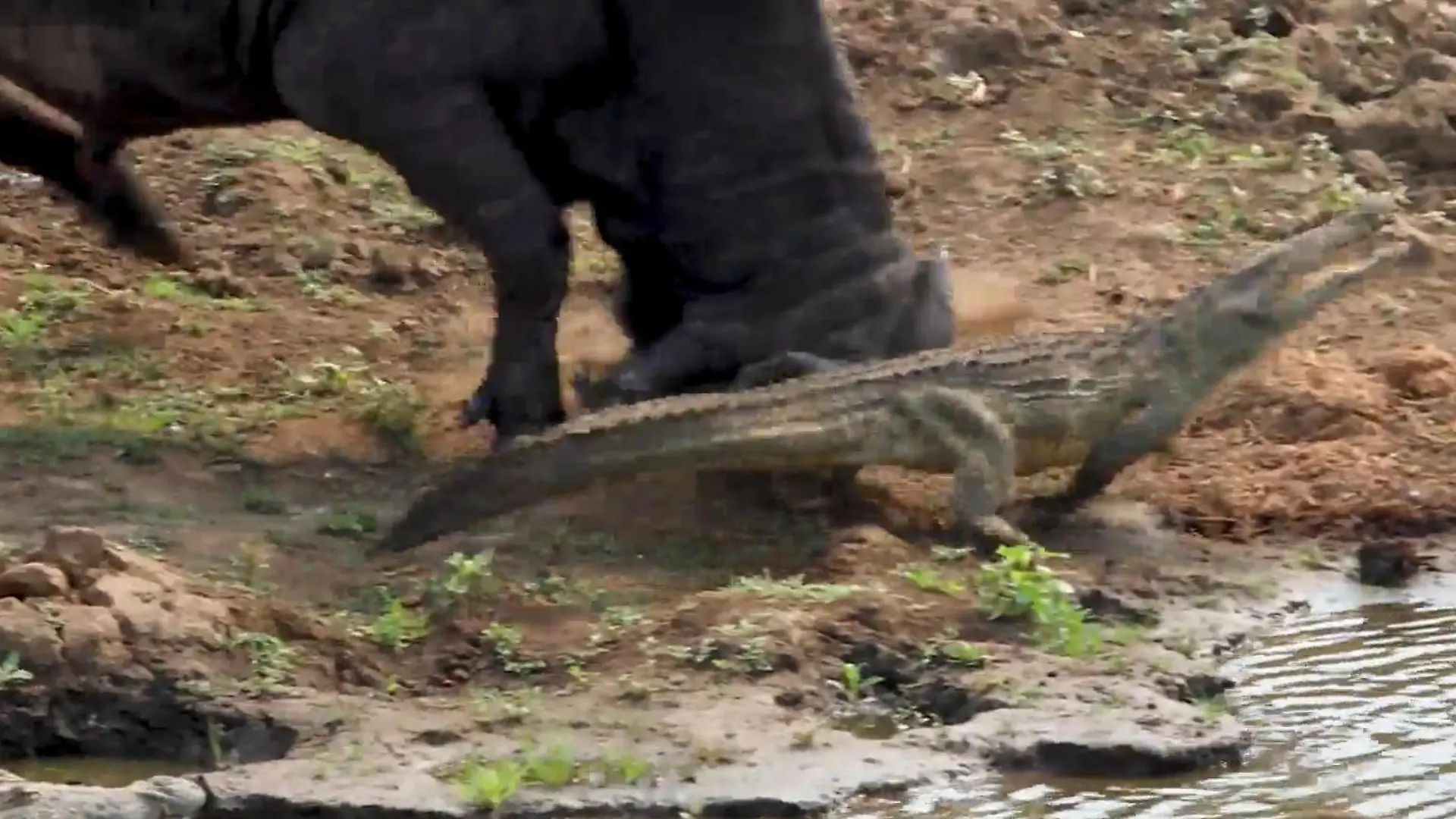 Reptilien-Schleuder! Büffel katapultiert Krokodil ins Wasser Geh mir aus dem Weg!