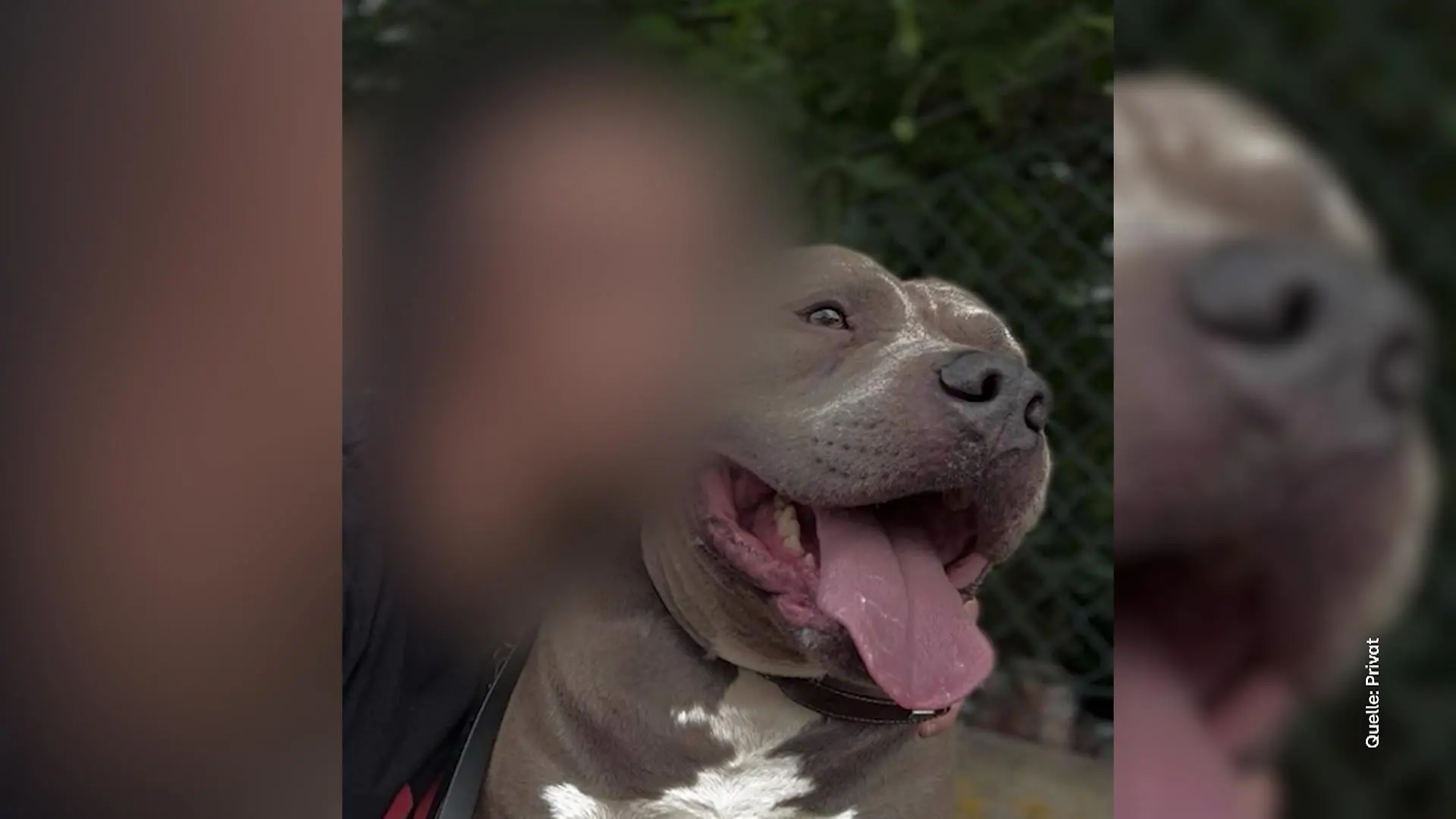 Familienhund beißt Matilda (4) tot – Ermittlungen gegen Mutter Polizei nennt neue Details