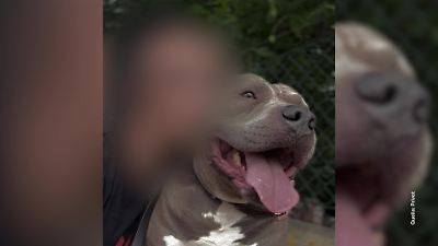 Bild von Familienhund beißt Matilda (4) tot – Ermittlungen gegen Mutter 