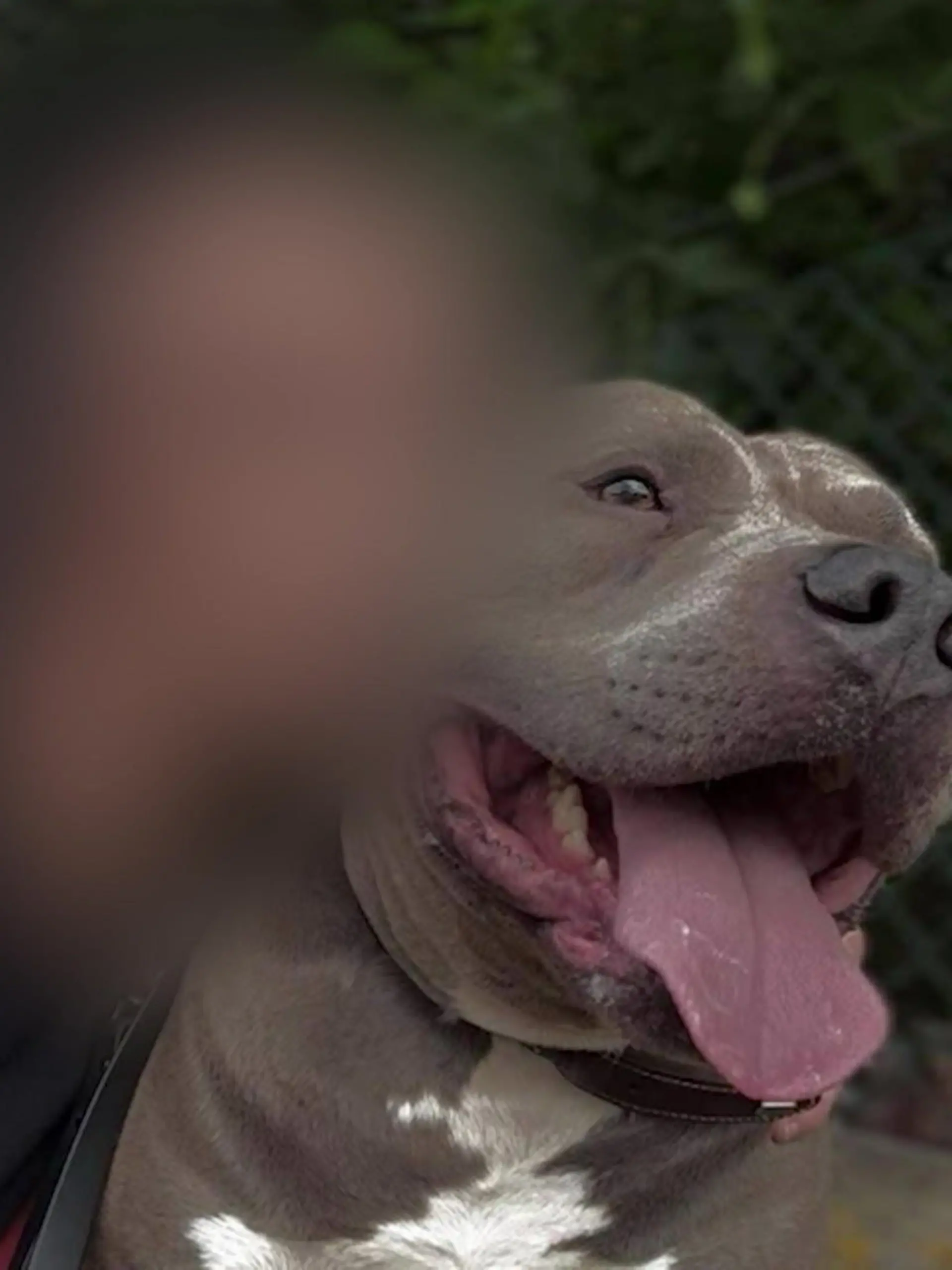 Bild zu: "Familienhund beißt Matilda (4) tot – Ermittlungen gegen Mutter "