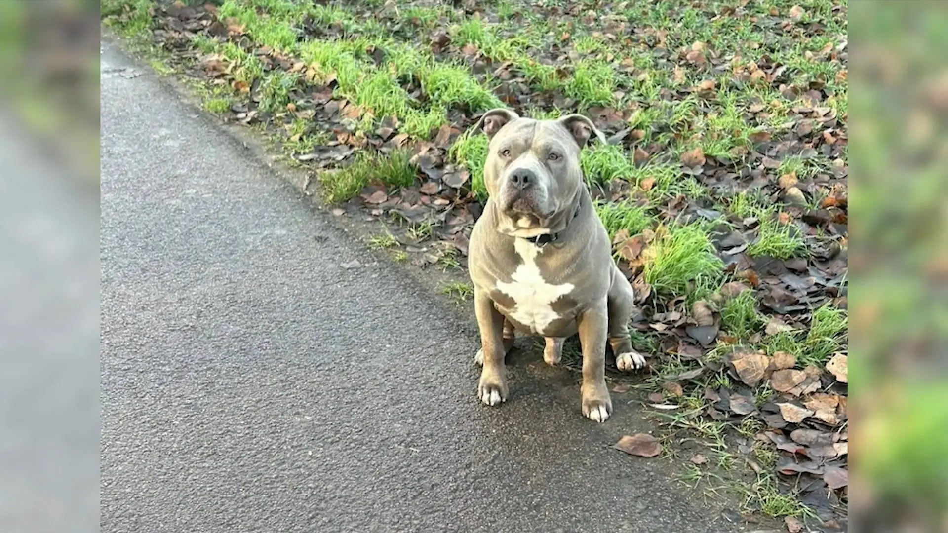 Vierjährige von Familienhund getötet - Ermittlungen gegen Mutter Staffordshire bestand Wesenstest