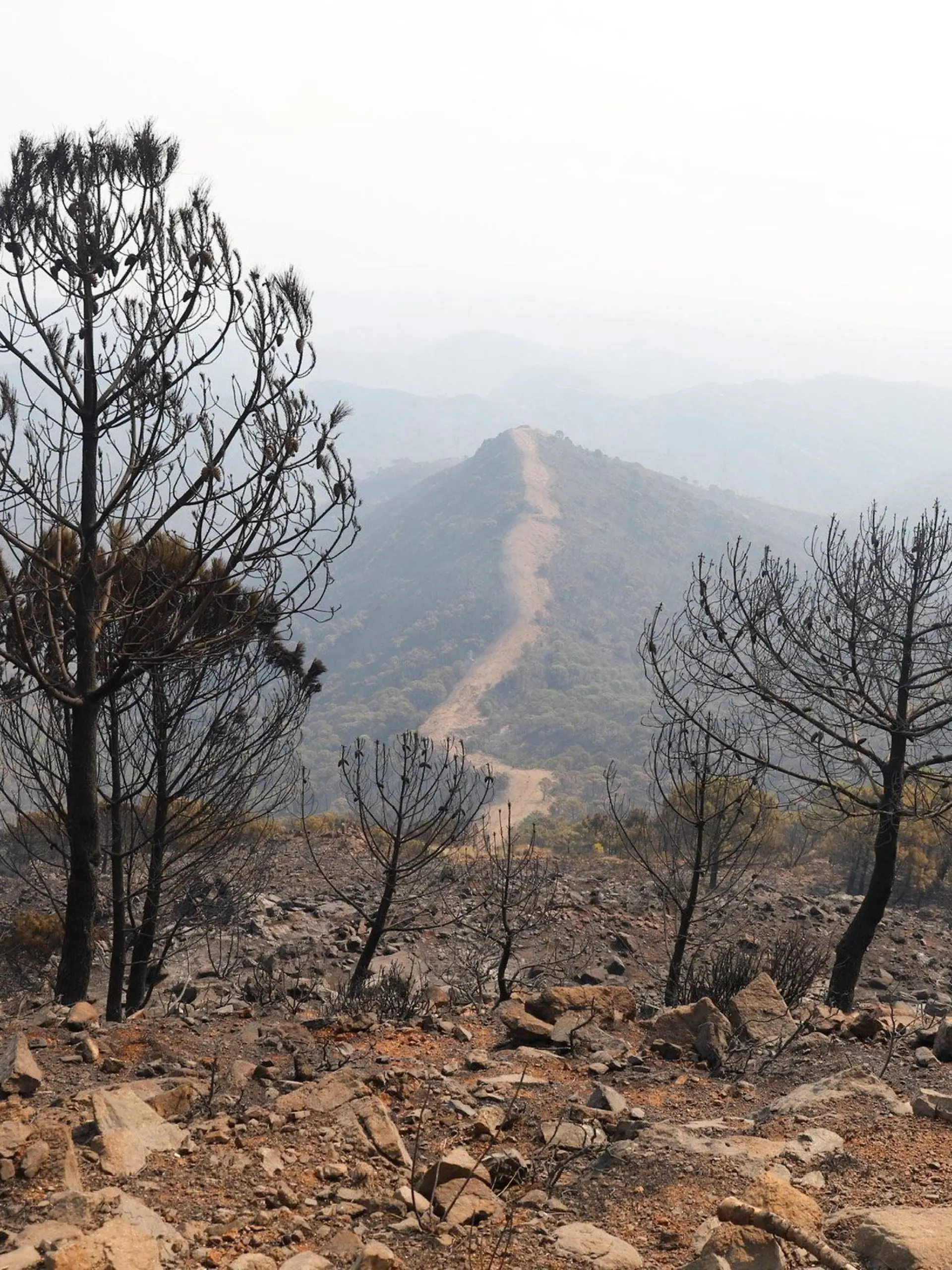 Bild zu: "Heftige Waldbrände! Zwölf Tote bei Flammen-Inferno in Spanien"