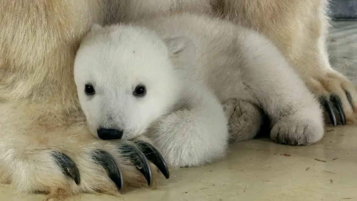 HANDOUT - 18.03.2023, Hamburg: Ein Eisbärenbaby sitzt im Tierpark Hagenbeck in der Nähe seiner Mutter Victoria. Das Jungtier war im Dezember 2022 geboren worden. Der Tierpark bezeichnete die Geburt als kleine Sensation. Das letzte im Tierpark Hagenbeck geborene Eisbärenbaby war die 21 Jahre alte Mutter selbst. Foto: -/Tierpark Hagenbeck/dpa - ACHTUNG: Nur zur redaktionellen Verwendung im Zusammenhang mit der aktuellen Berichterstattung und nur mit vollständiger Nennung des vorstehenden Credits +++ dpa-Bildfunk +++