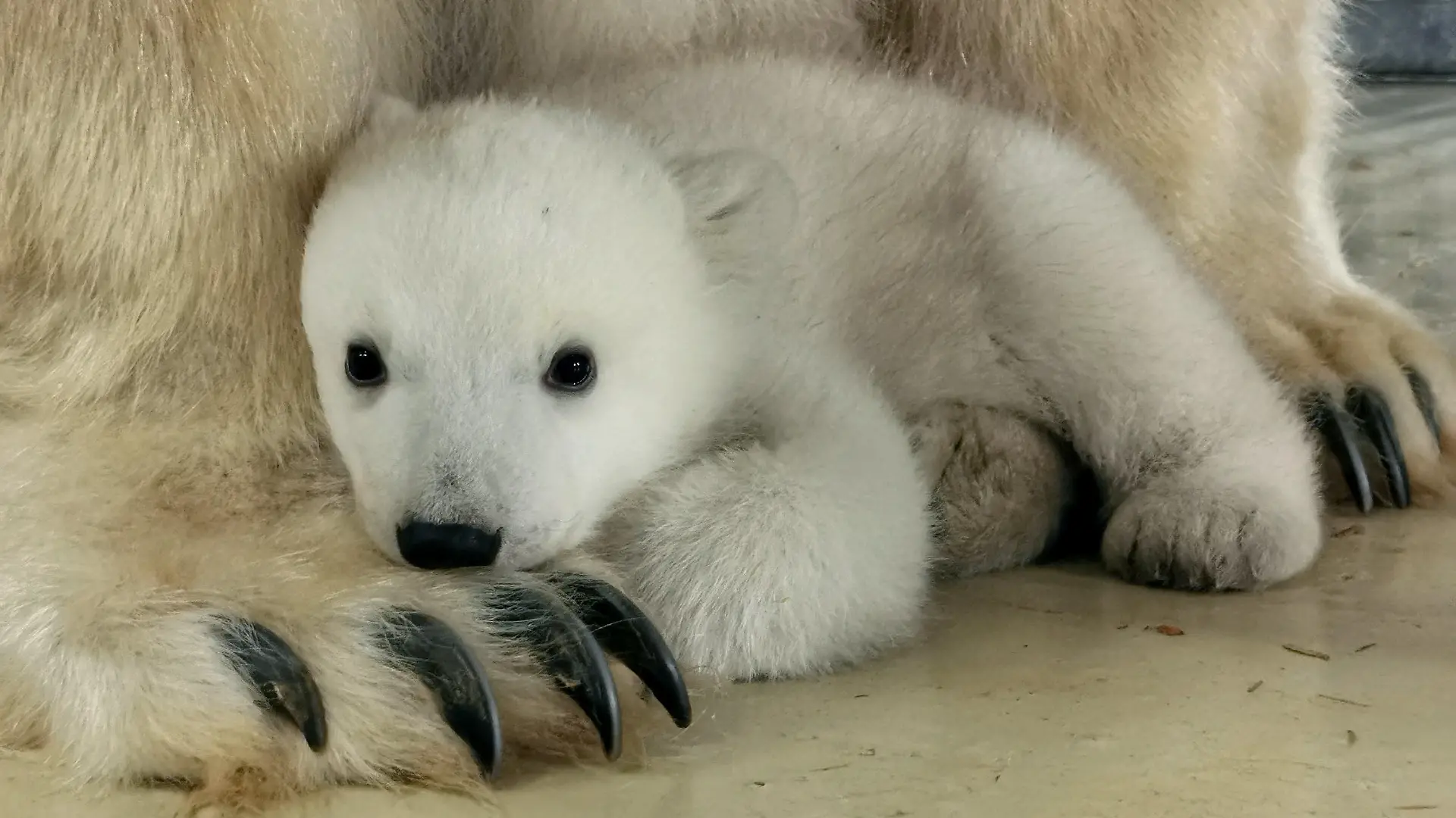 HANDOUT - 18.03.2023, Hamburg: Ein Eisbärenbaby sitzt im Tierpark Hagenbeck in der Nähe seiner Mutter Victoria. Das Jungtier war im Dezember 2022 geboren worden. Der Tierpark bezeichnete die Geburt als kleine Sensation. Das letzte im Tierpark Hagenbeck geborene Eisbärenbaby war die 21 Jahre alte Mutter selbst. Foto: -/Tierpark Hagenbeck/dpa - ACHTUNG: Nur zur redaktionellen Verwendung im Zusammenhang mit der aktuellen Berichterstattung und nur mit vollständiger Nennung des vorstehenden Credits +++ dpa-Bildfunk +++