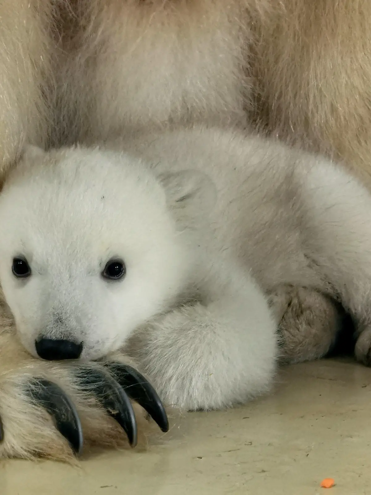 HANDOUT - 18.03.2023, Hamburg: Ein Eisbärenbaby sitzt im Tierpark Hagenbeck in der Nähe seiner Mutter Victoria. Das Jungtier war im Dezember 2022 geboren worden. Der Tierpark bezeichnete die Geburt als kleine Sensation. Das letzte im Tierpark Hagenbeck geborene Eisbärenbaby war die 21 Jahre alte Mutter selbst. Foto: -/Tierpark Hagenbeck/dpa - ACHTUNG: Nur zur redaktionellen Verwendung im Zusammenhang mit der aktuellen Berichterstattung und nur mit vollständiger Nennung des vorstehenden Credits +++ dpa-Bildfunk +++