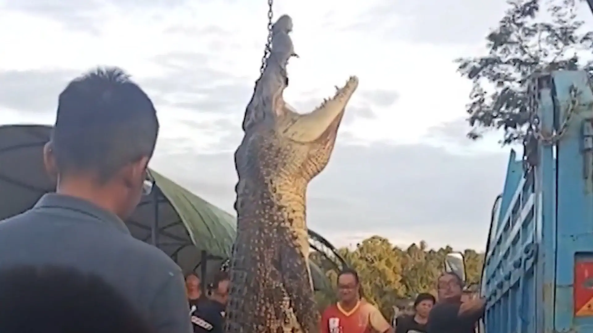 Menschenfressendes XXL-Krokodil gefangen – nach dreitägiger Jagd! Anwohner nehmen Rache